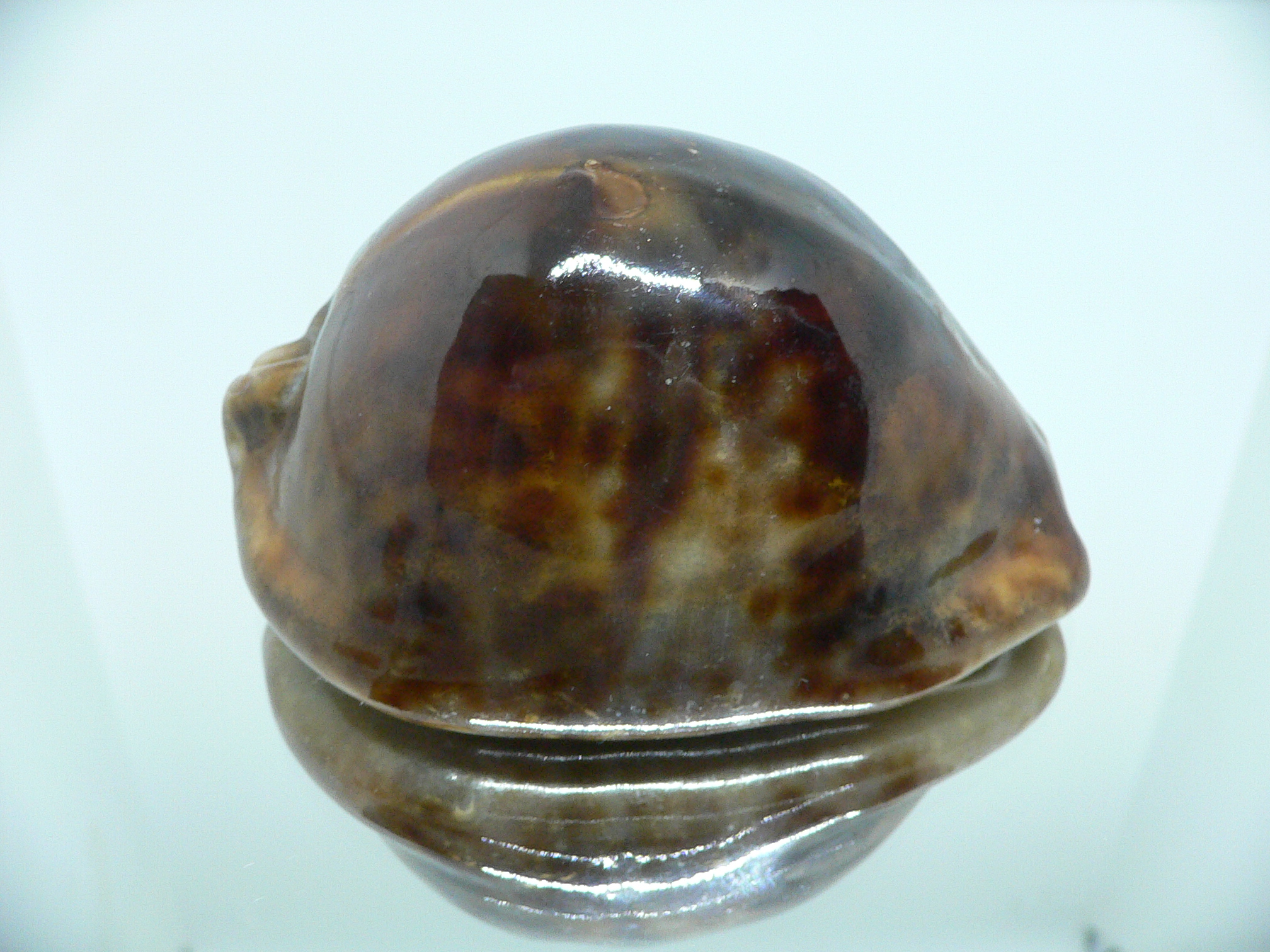 Cypraea stercoraria rattus (var.)