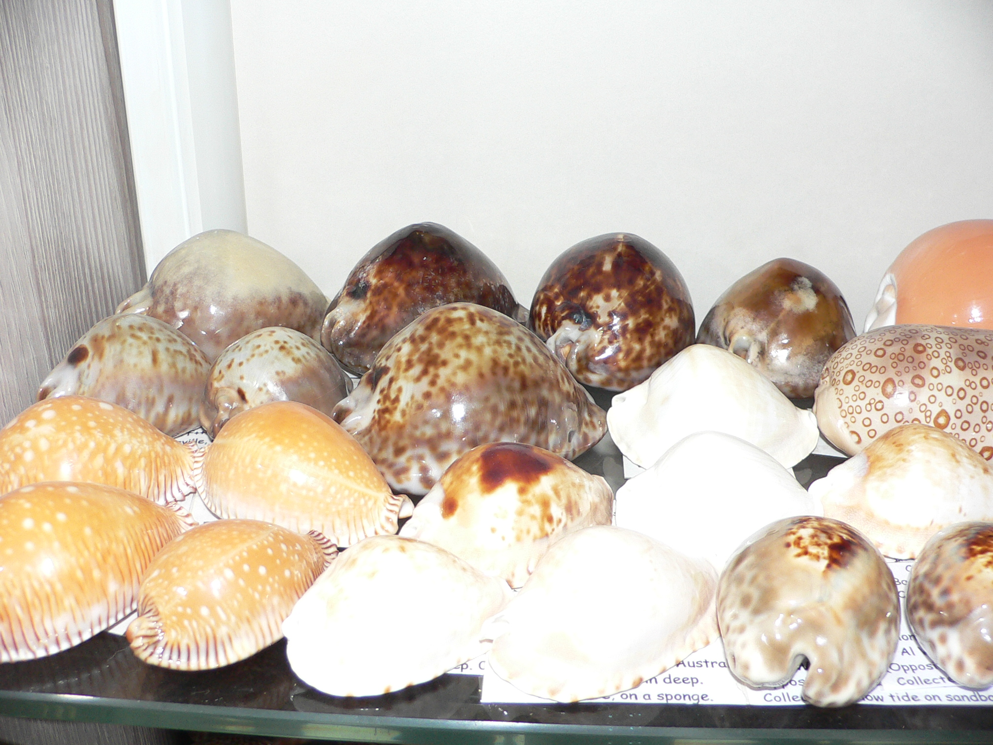 Cypraea stercoraria rattus (var.)