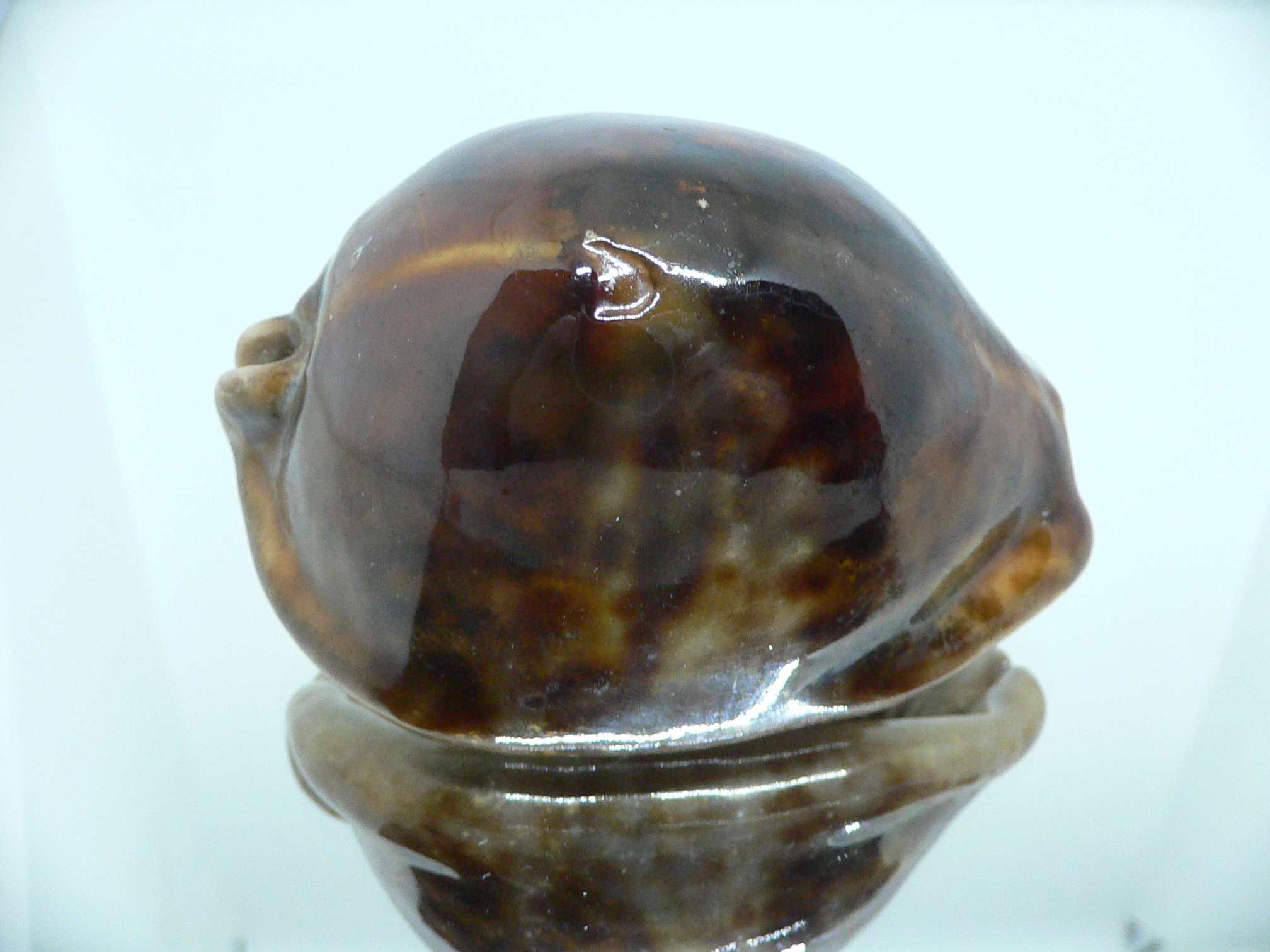 Cypraea stercoraria rattus (var.)