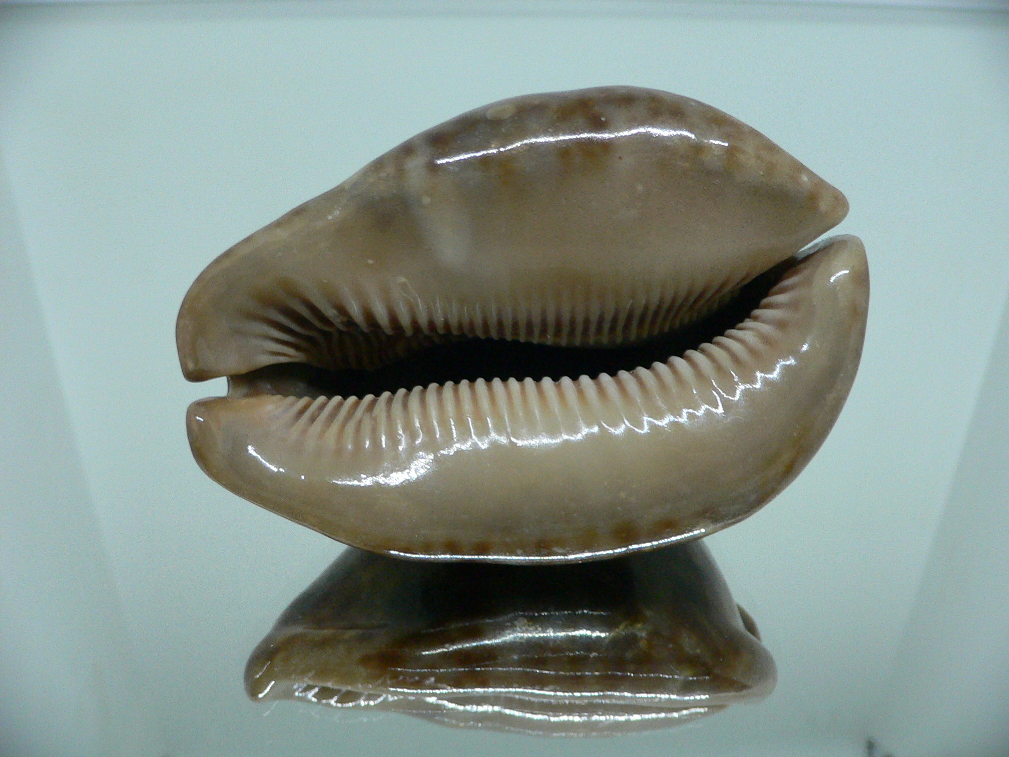 Cypraea stercoraria rattus (var.)