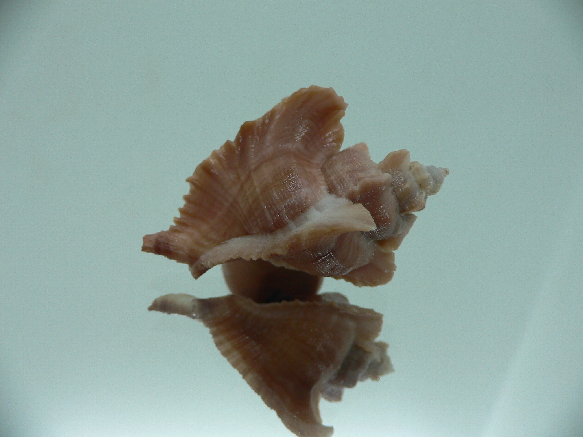 Pteropurpura esycha COLOR