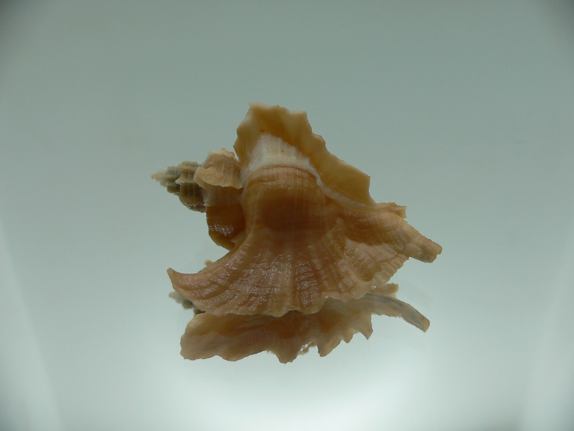 Pteropurpura esycha COLOR