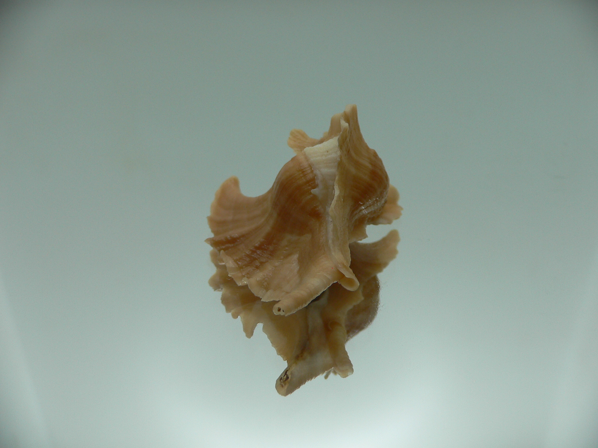 Pteropurpura esycha COLOR