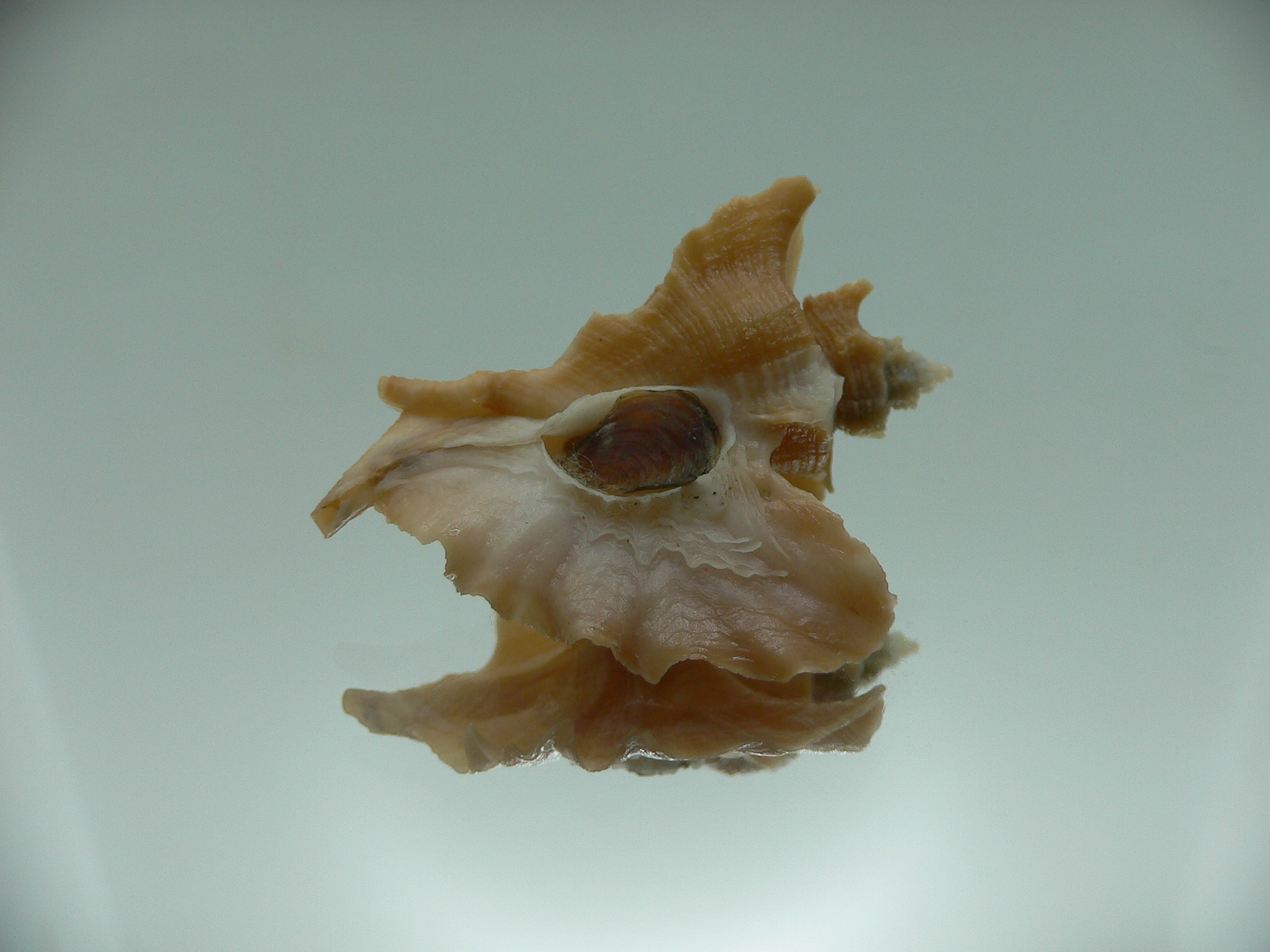 Pteropurpura esycha COLOR