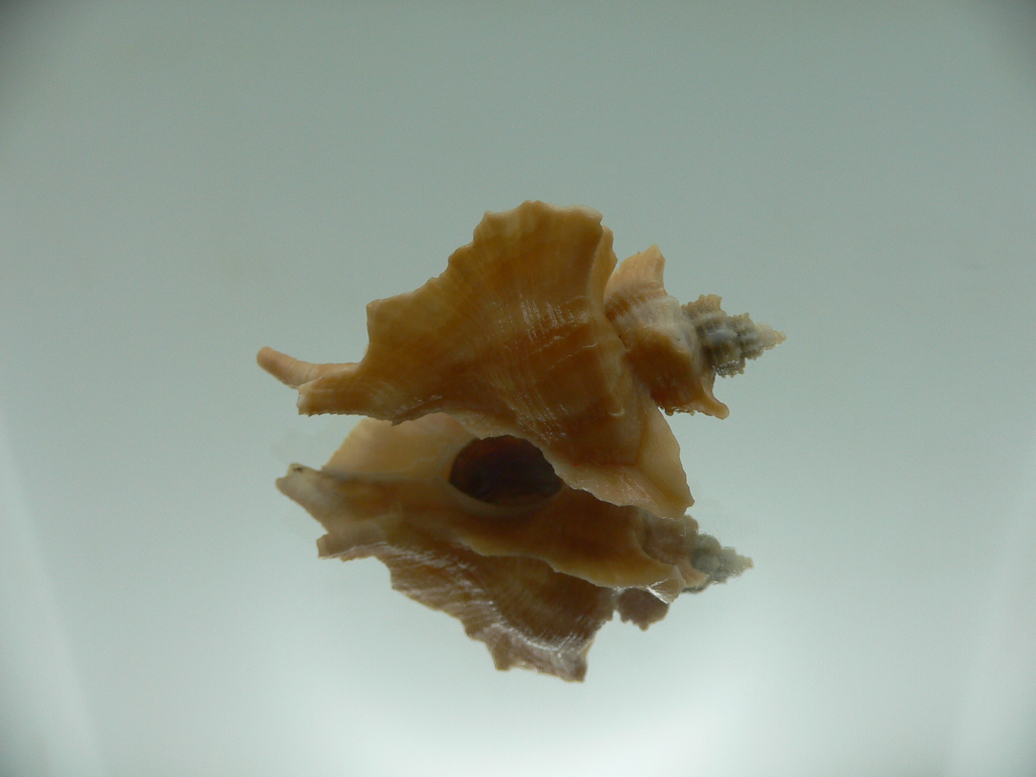 Pteropurpura esycha COLOR