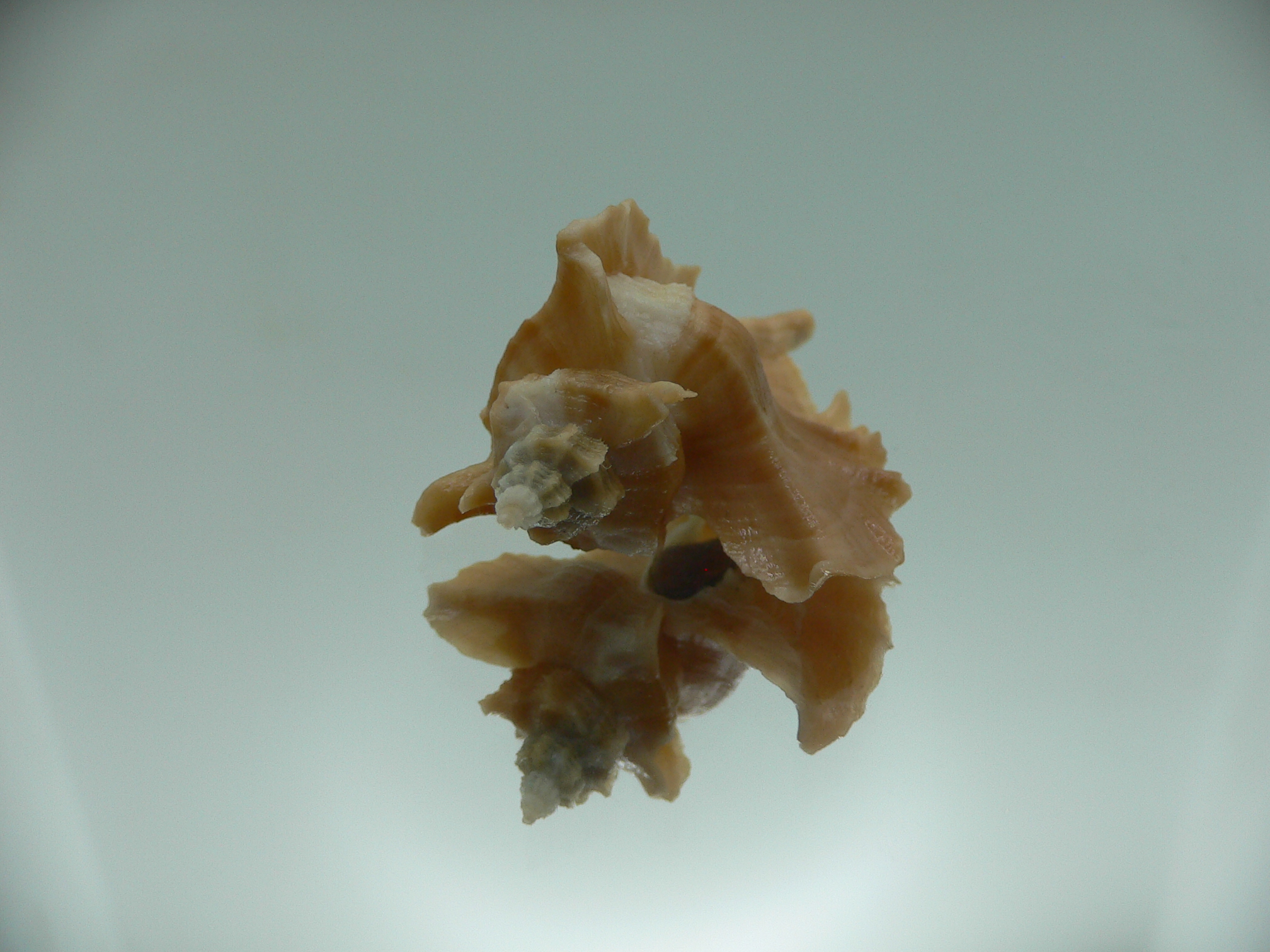 Pteropurpura esycha COLOR