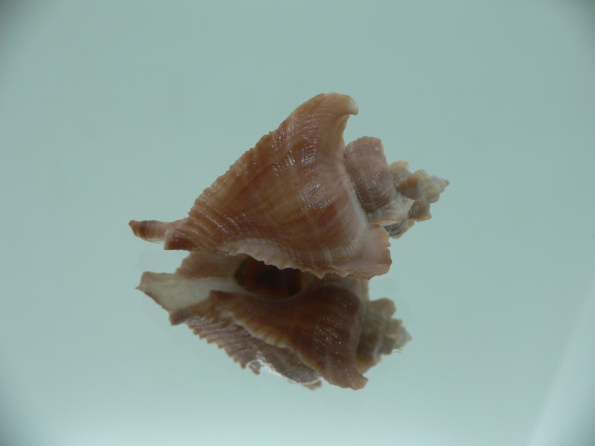 Pteropurpura esycha COLOR