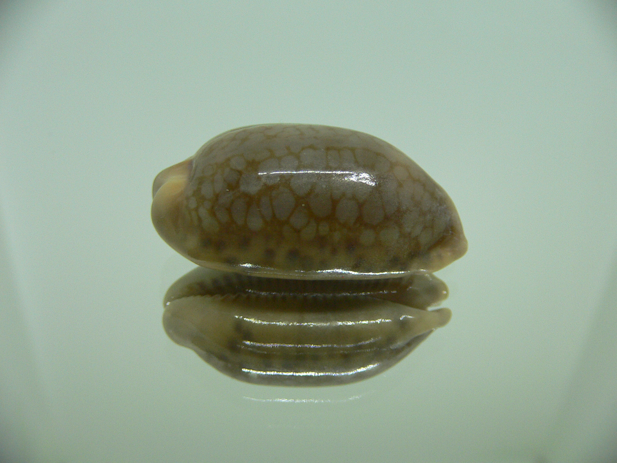 Cypraea scurra scurra