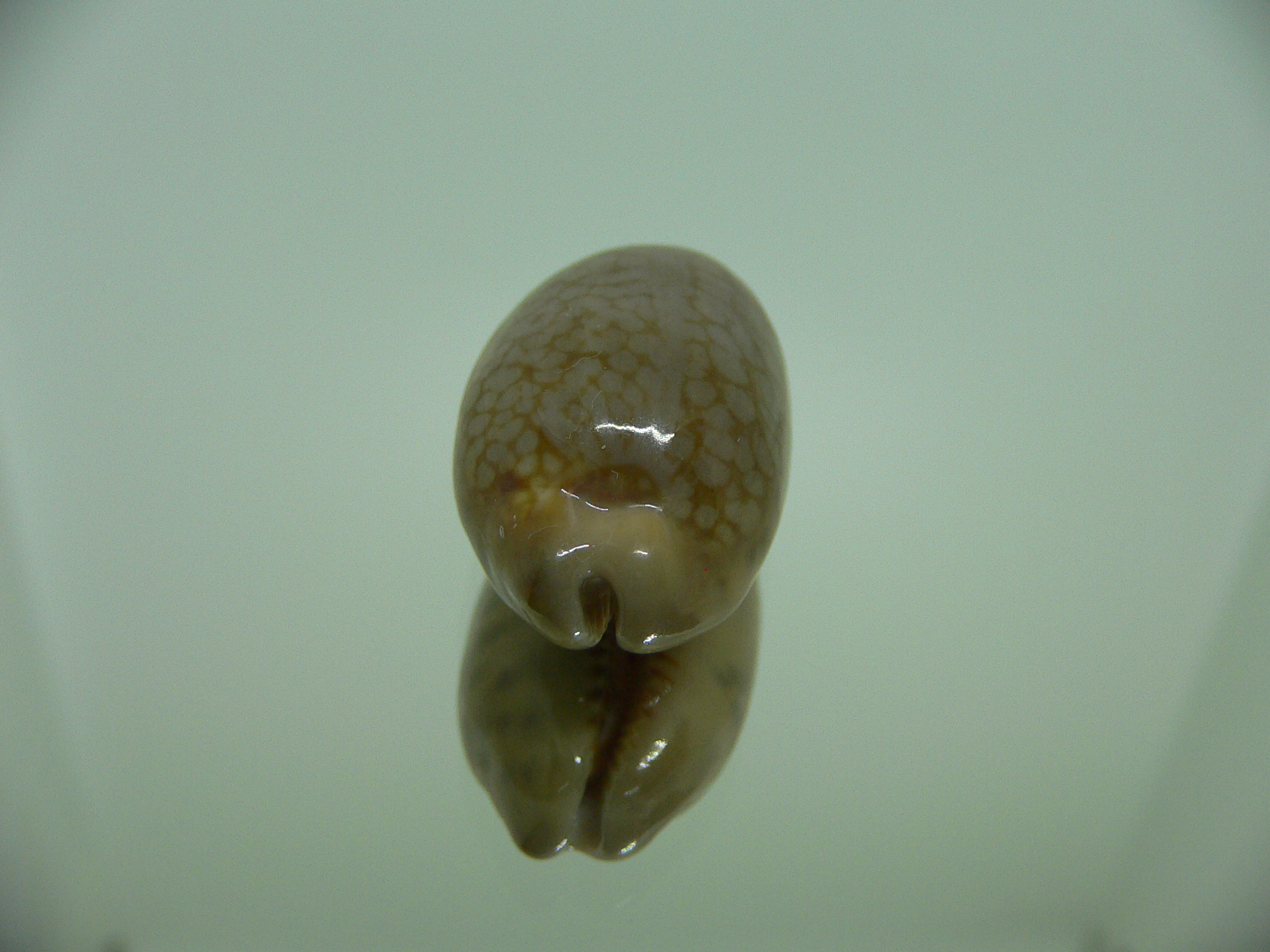 Cypraea scurra scurra