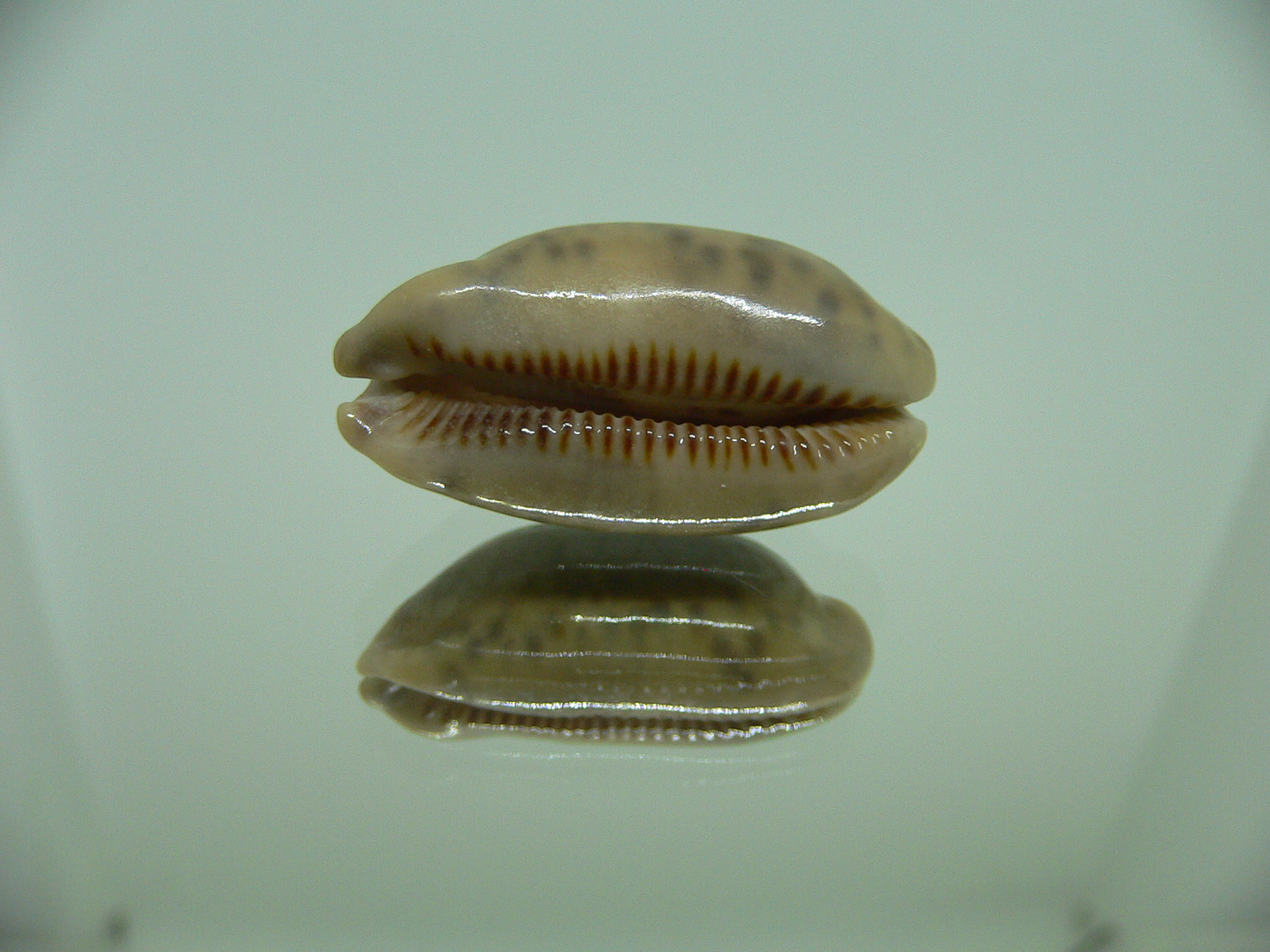 Cypraea scurra scurra