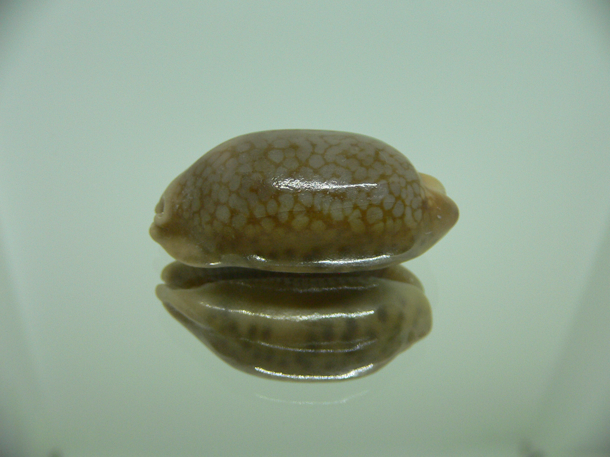 Cypraea scurra scurra