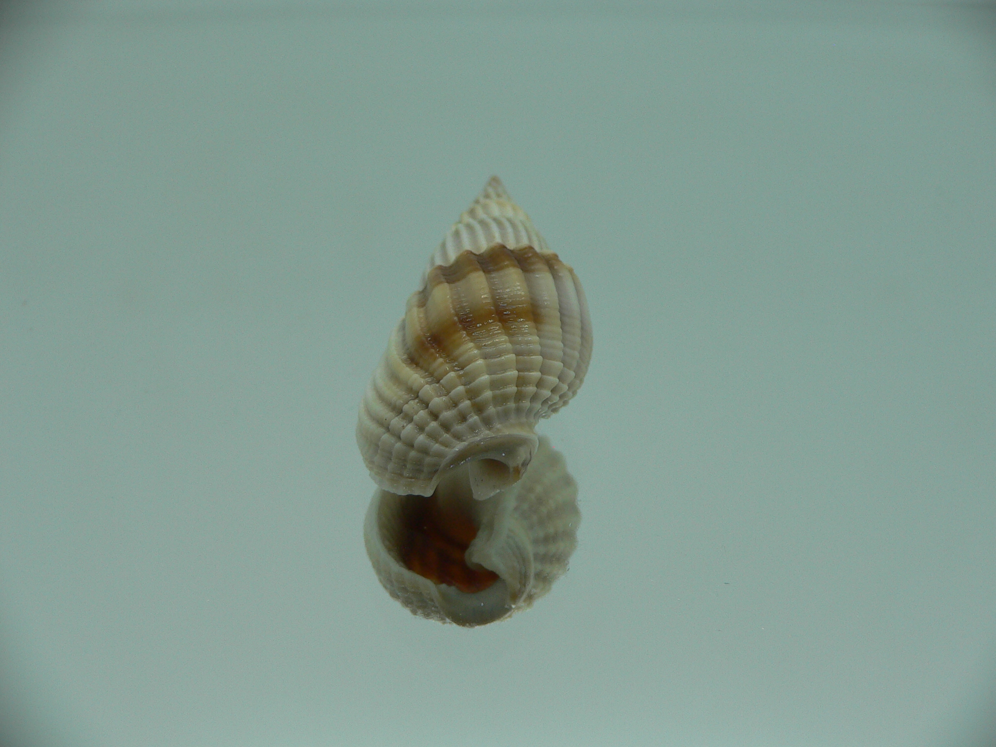 Nassarius scalaris IDEAL