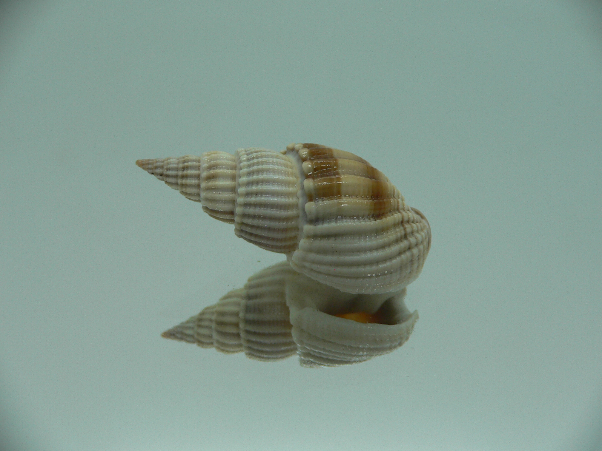Nassarius scalaris IDEAL