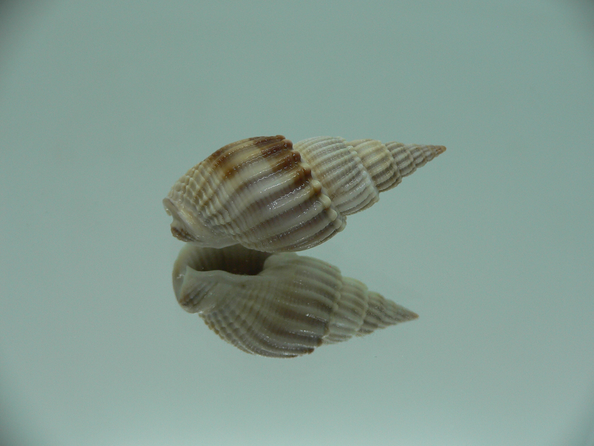 Nassarius scalaris IDEAL