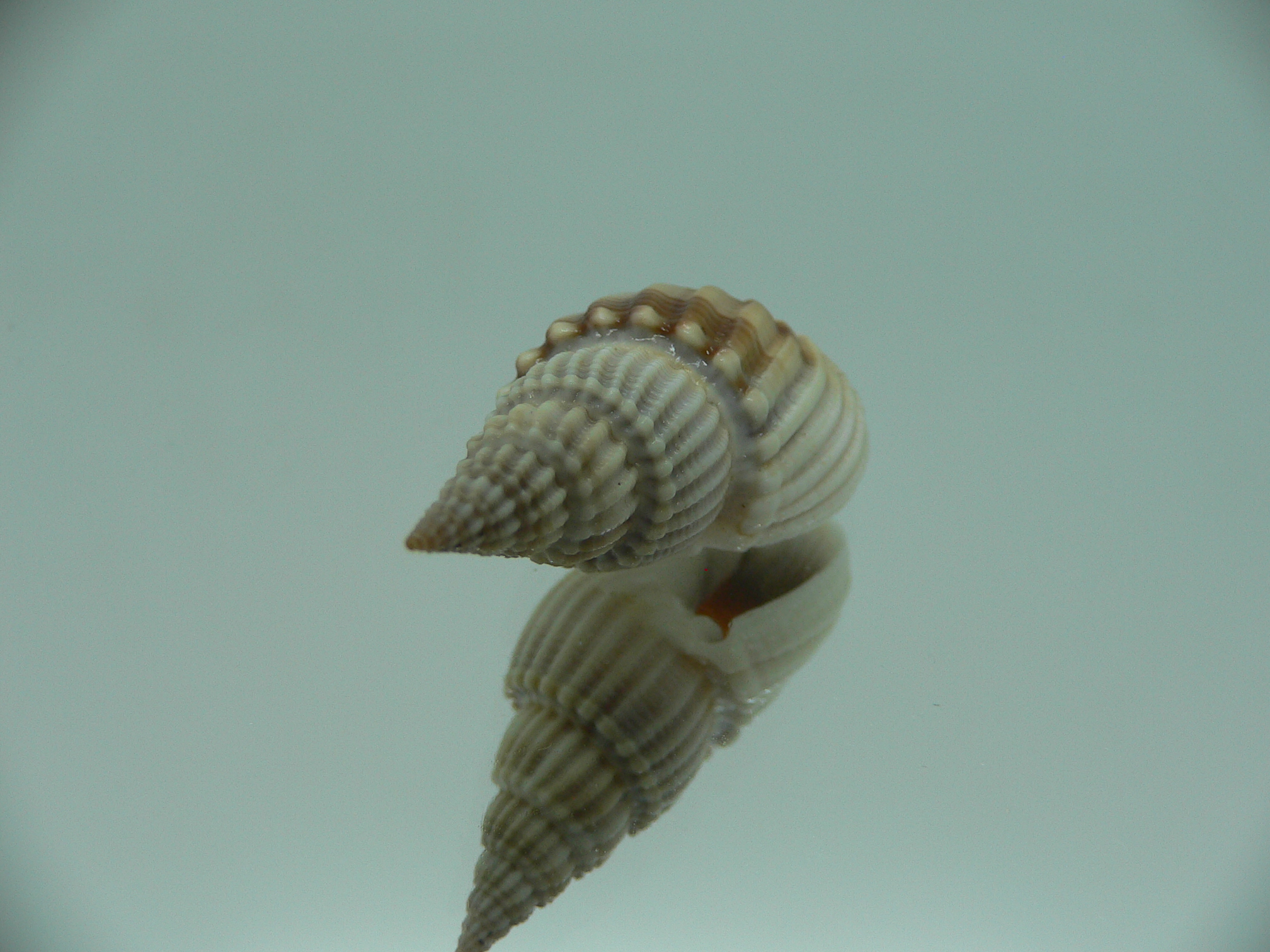 Nassarius scalaris IDEAL