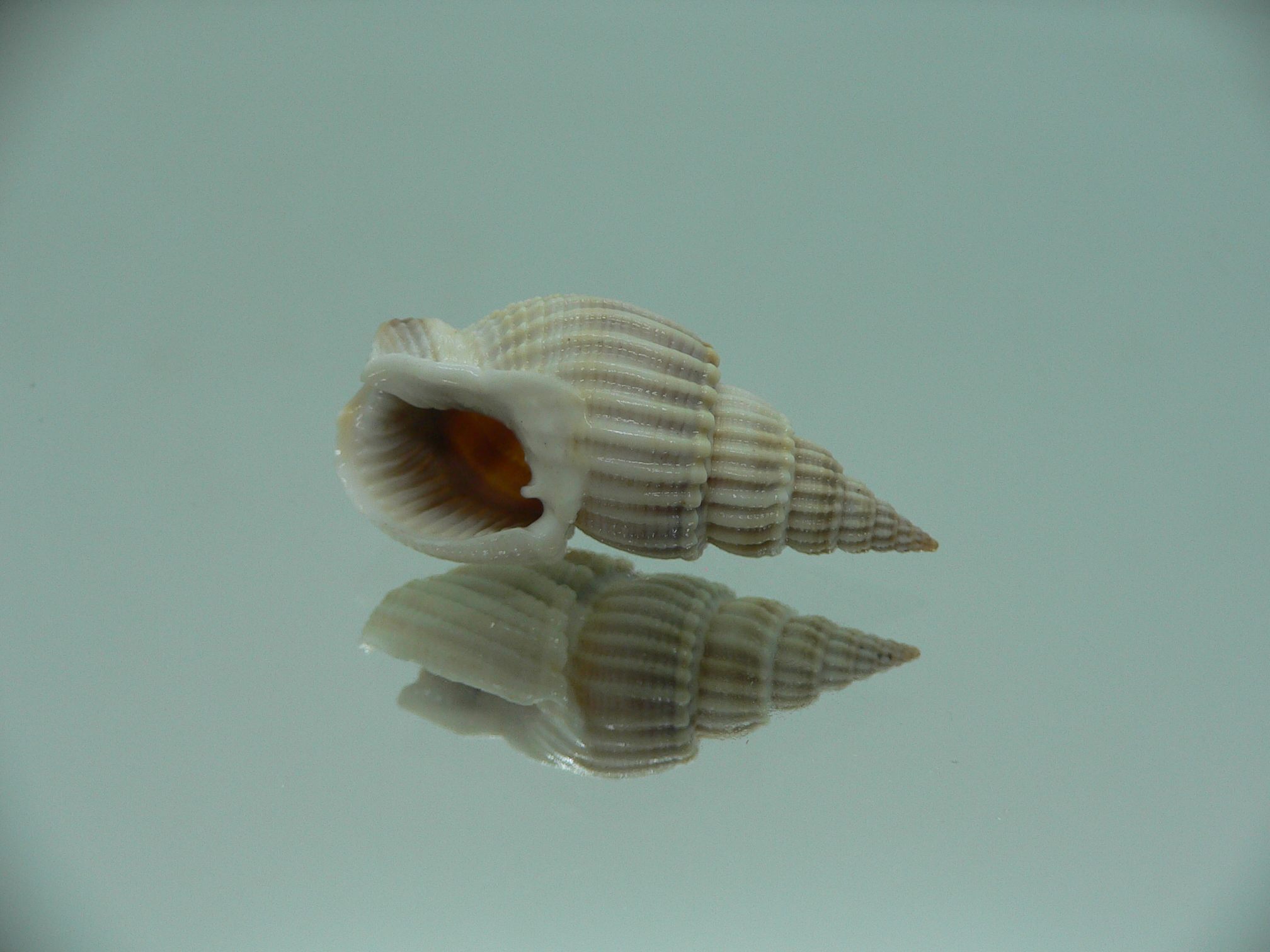 Nassarius scalaris IDEAL