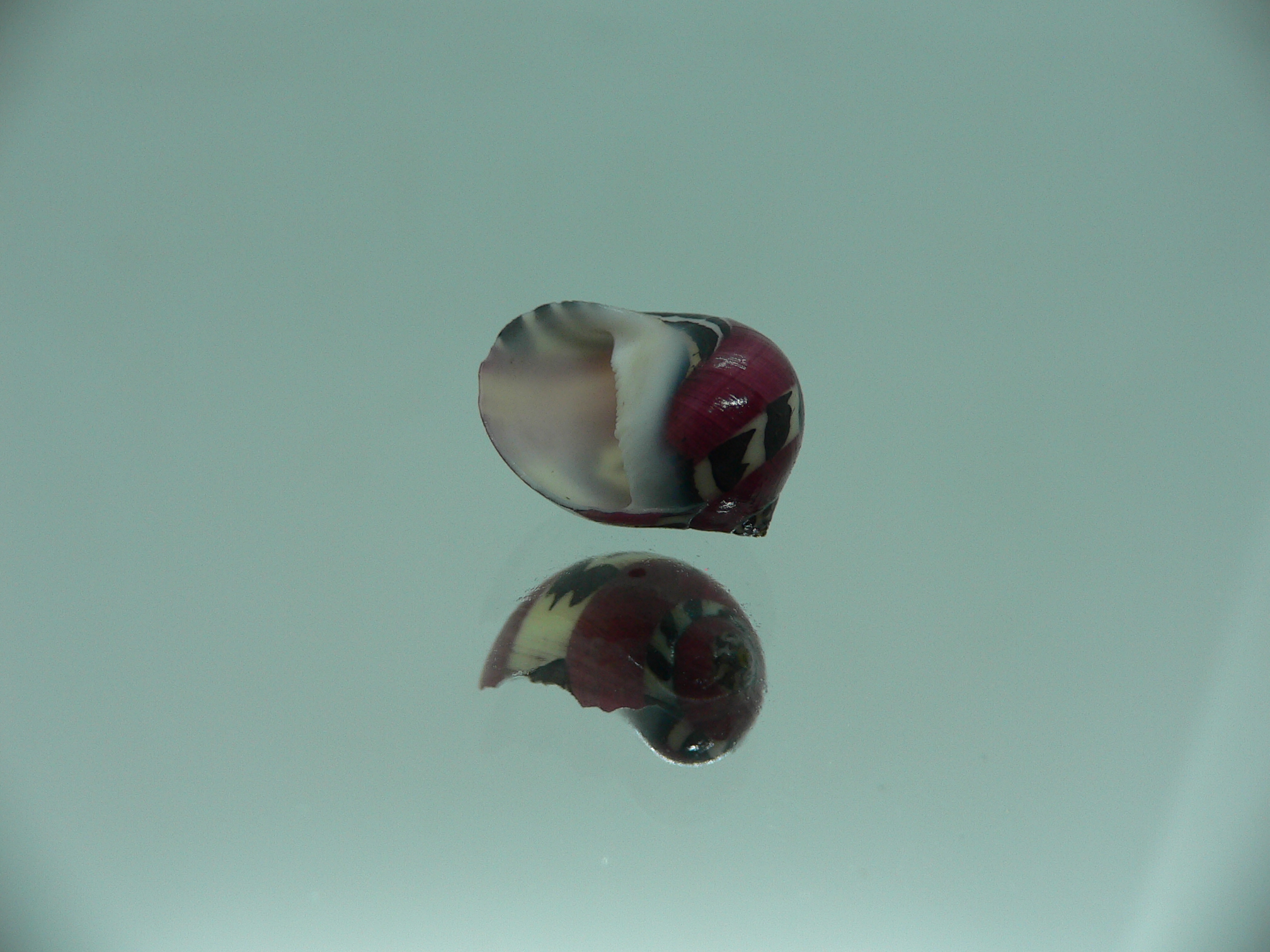 Neritina communis SUPER STRIP