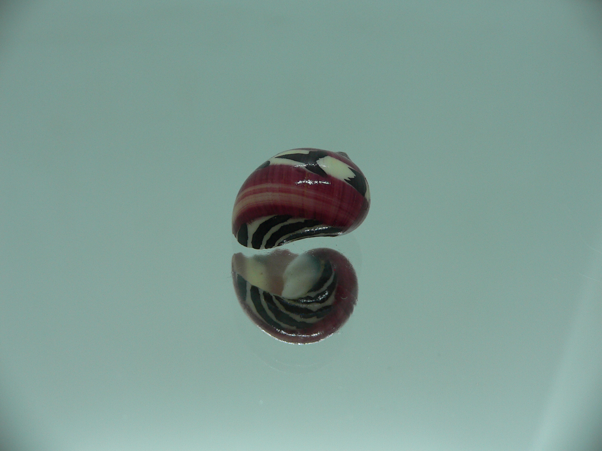 Neritina communis SUPER STRIP