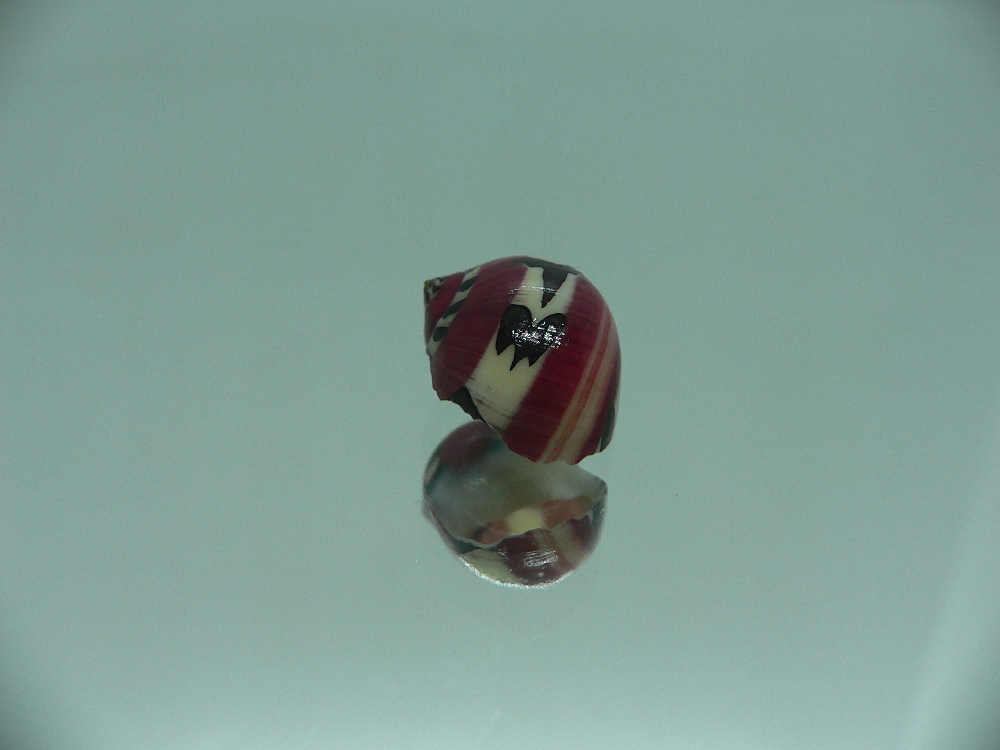 Neritina communis SUPER STRIP