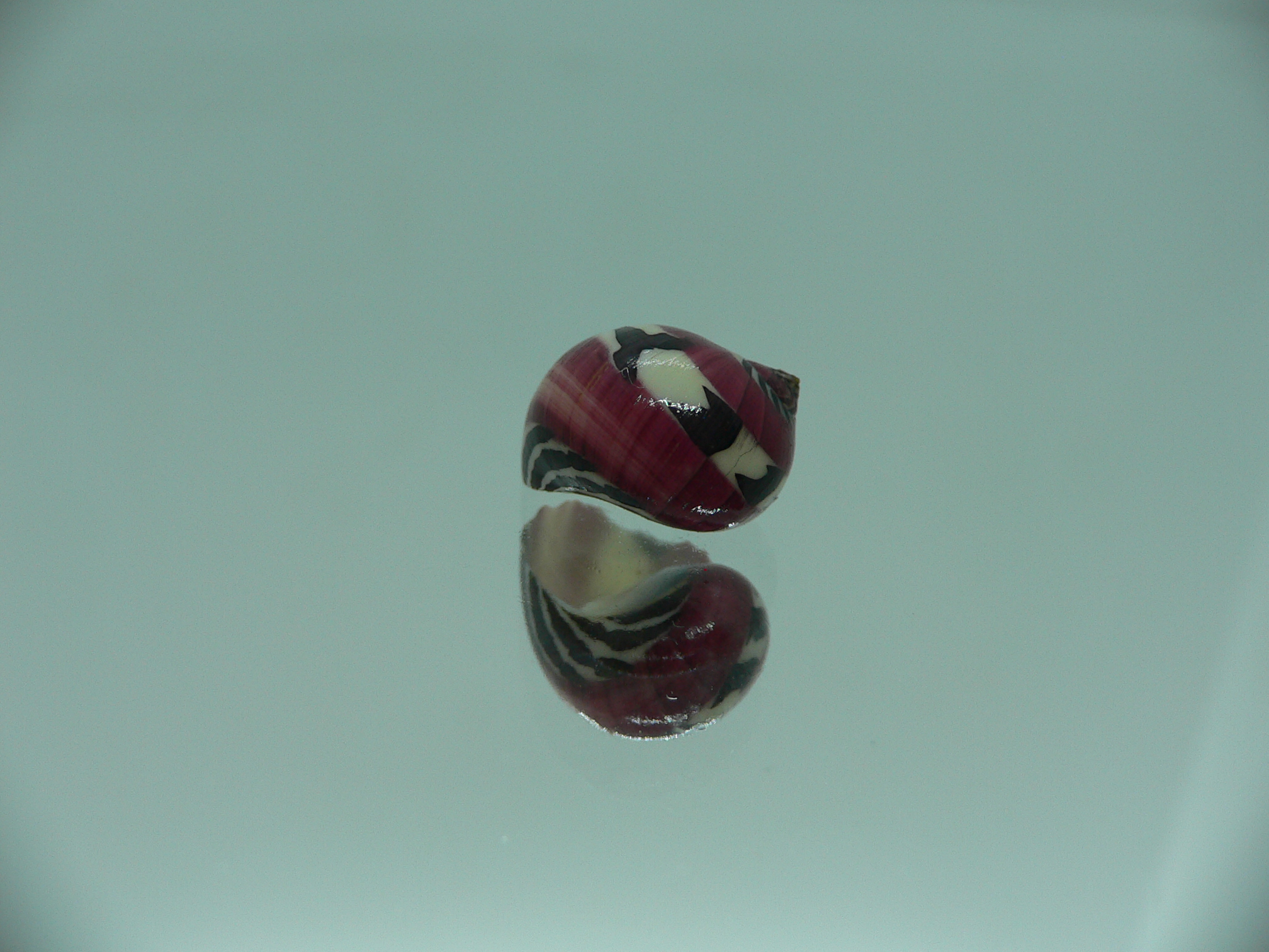 Neritina communis SUPER STRIP