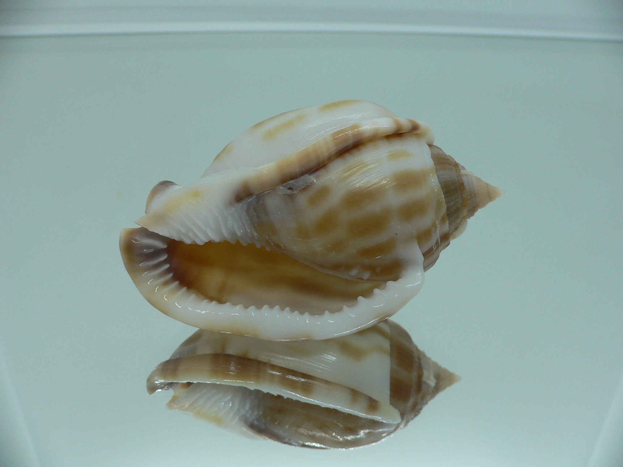 Phalium muangmani