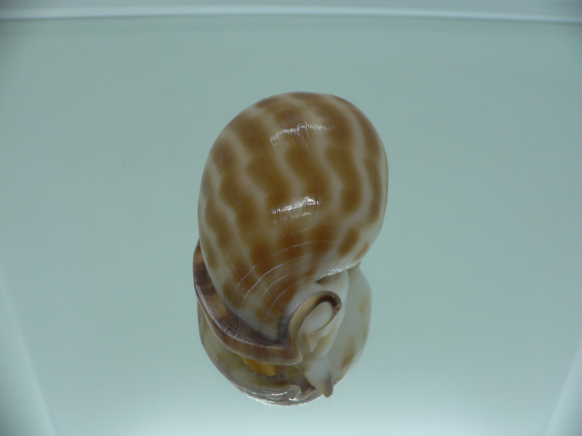 Phalium muangmani