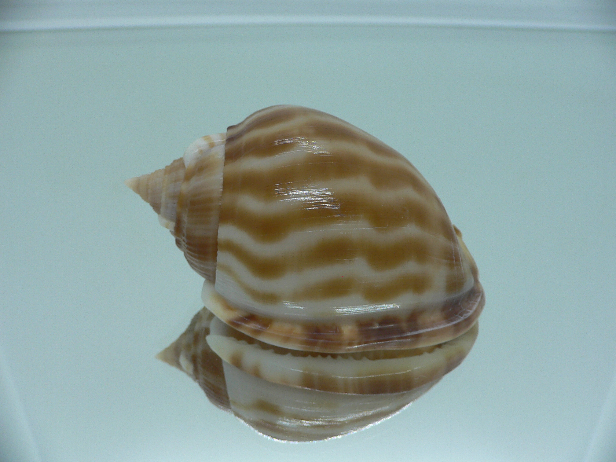 Phalium muangmani