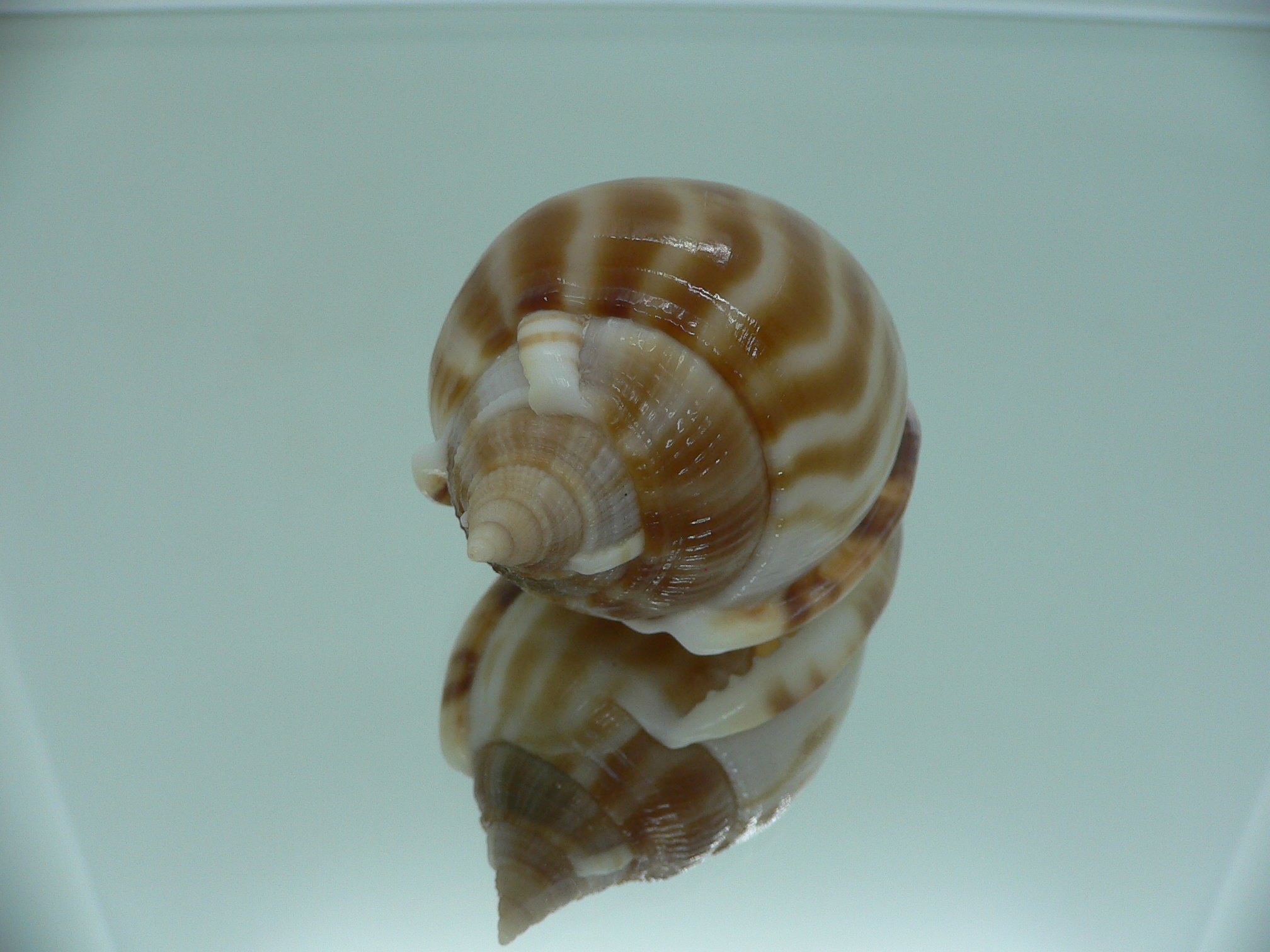 Phalium muangmani
