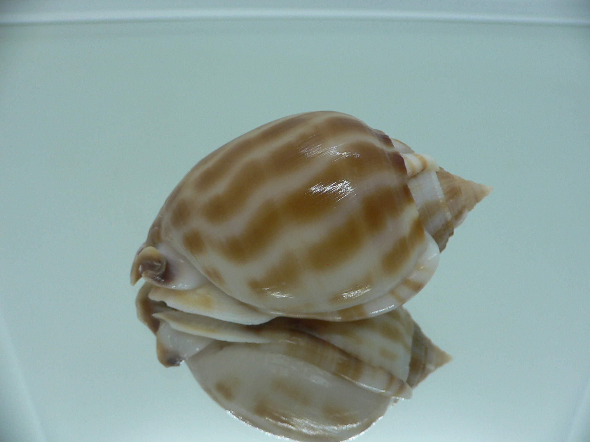 Phalium muangmani