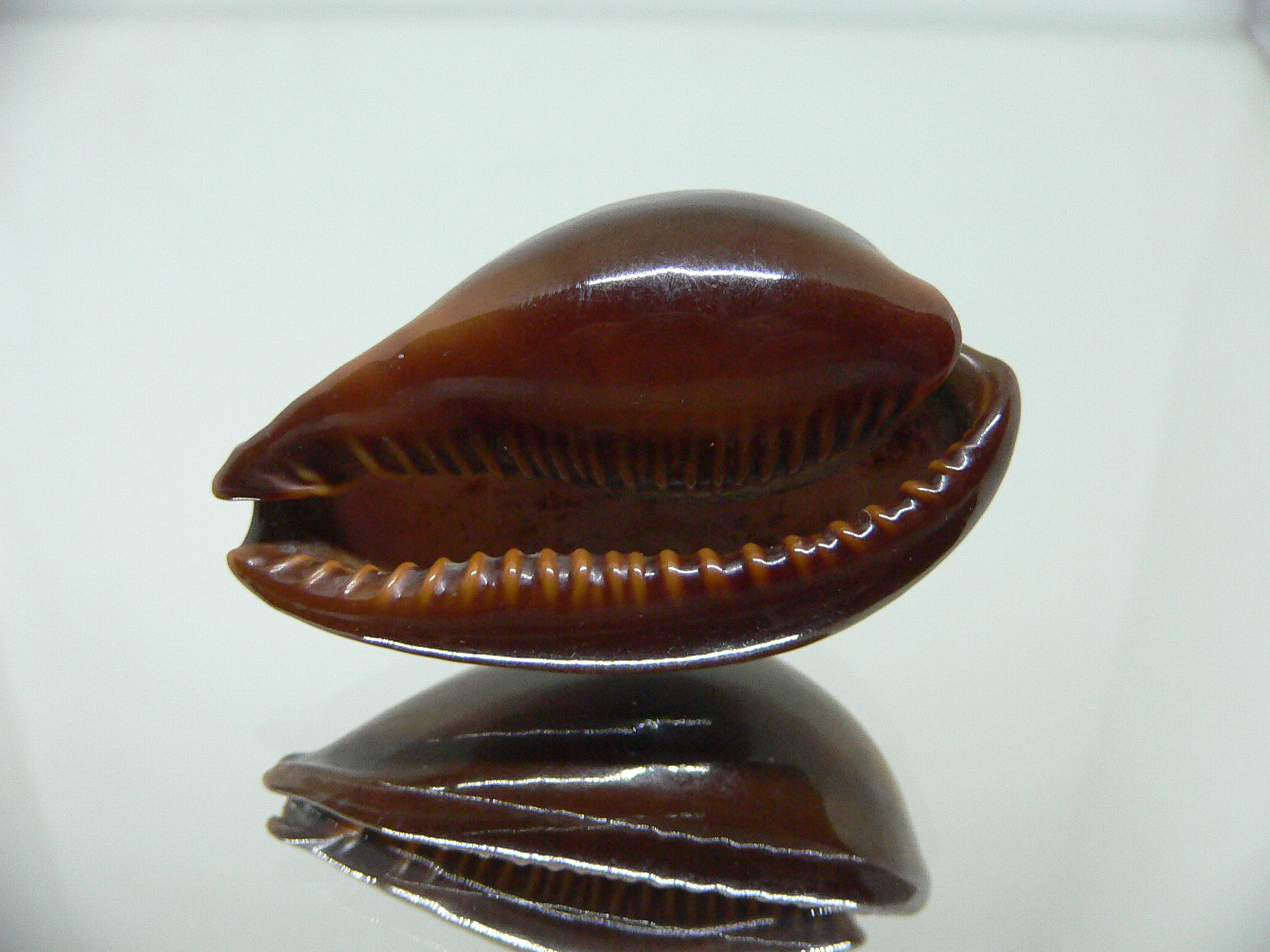 Cypraea adusta adusta BIG