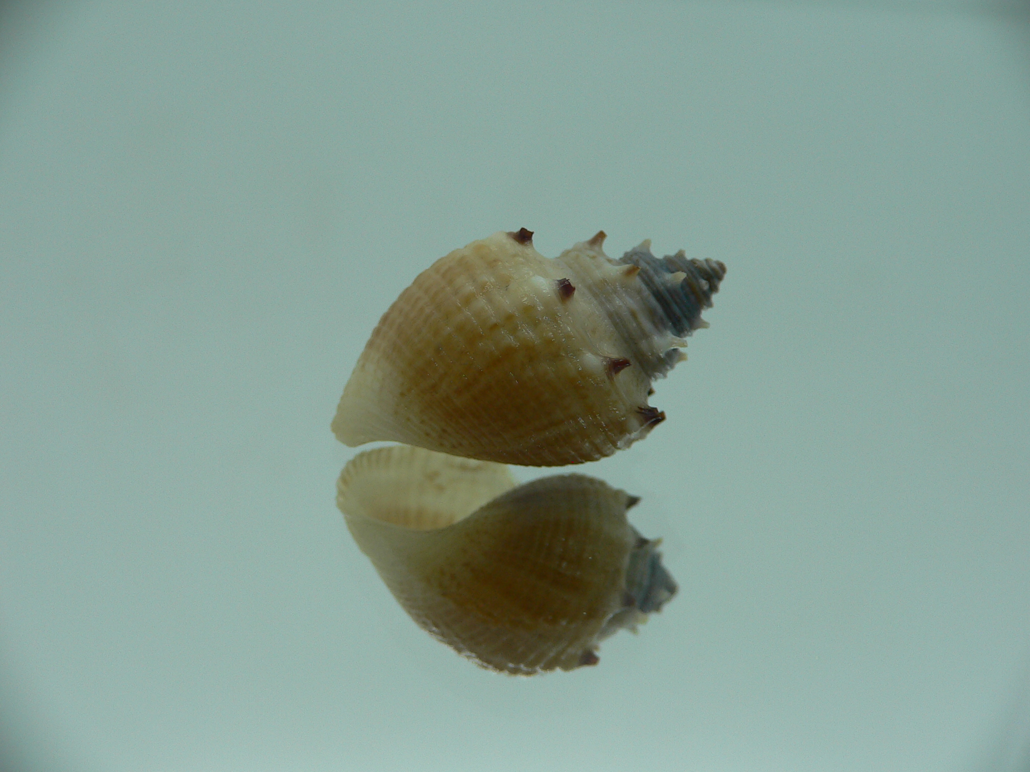 Thiara cancellata RARE & ELONGATA