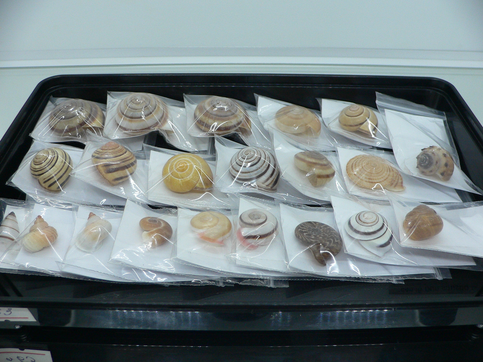 Thiara cancellata RARE & ELONGATA