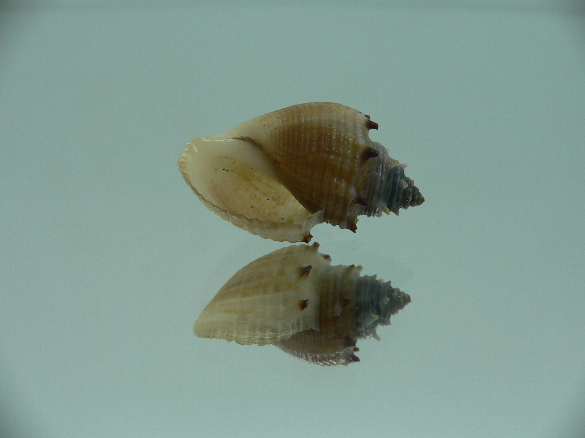 Thiara cancellata RARE & ELONGATA