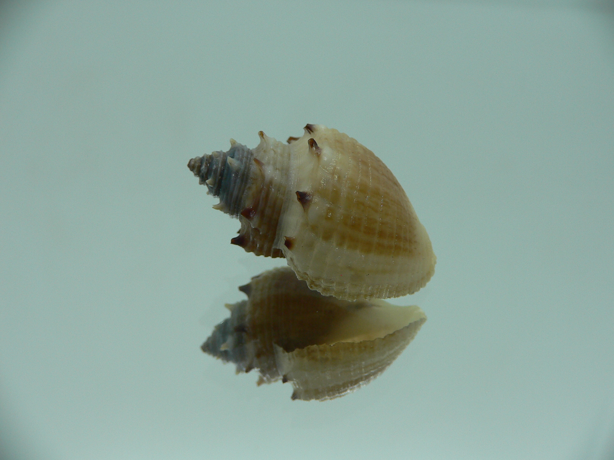 Thiara cancellata RARE & ELONGATA