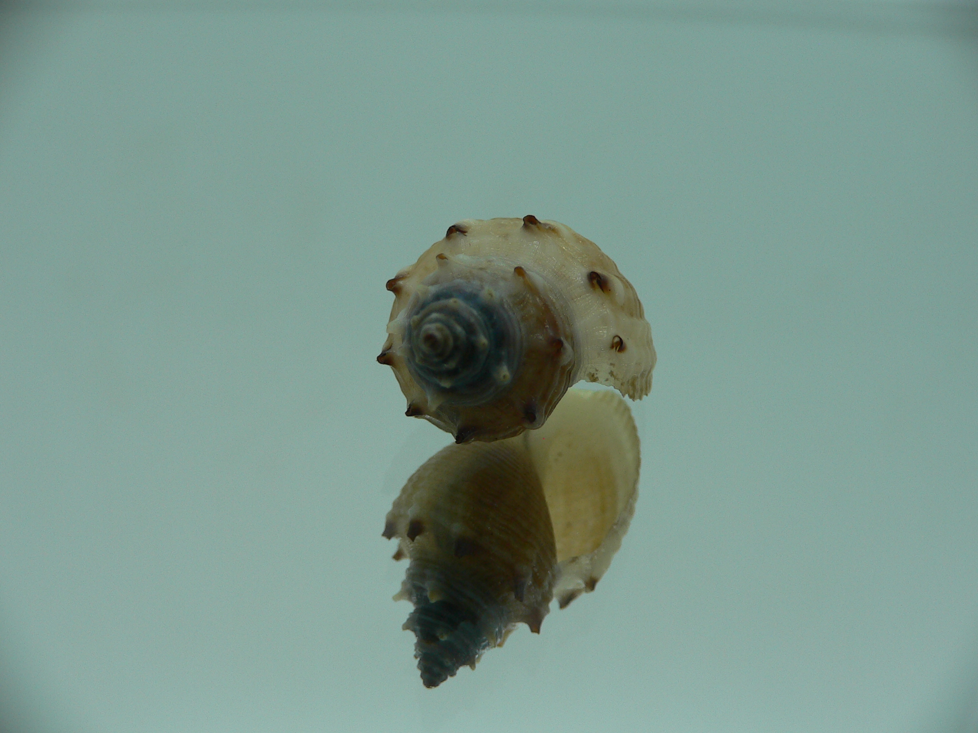 Thiara cancellata RARE & ELONGATA