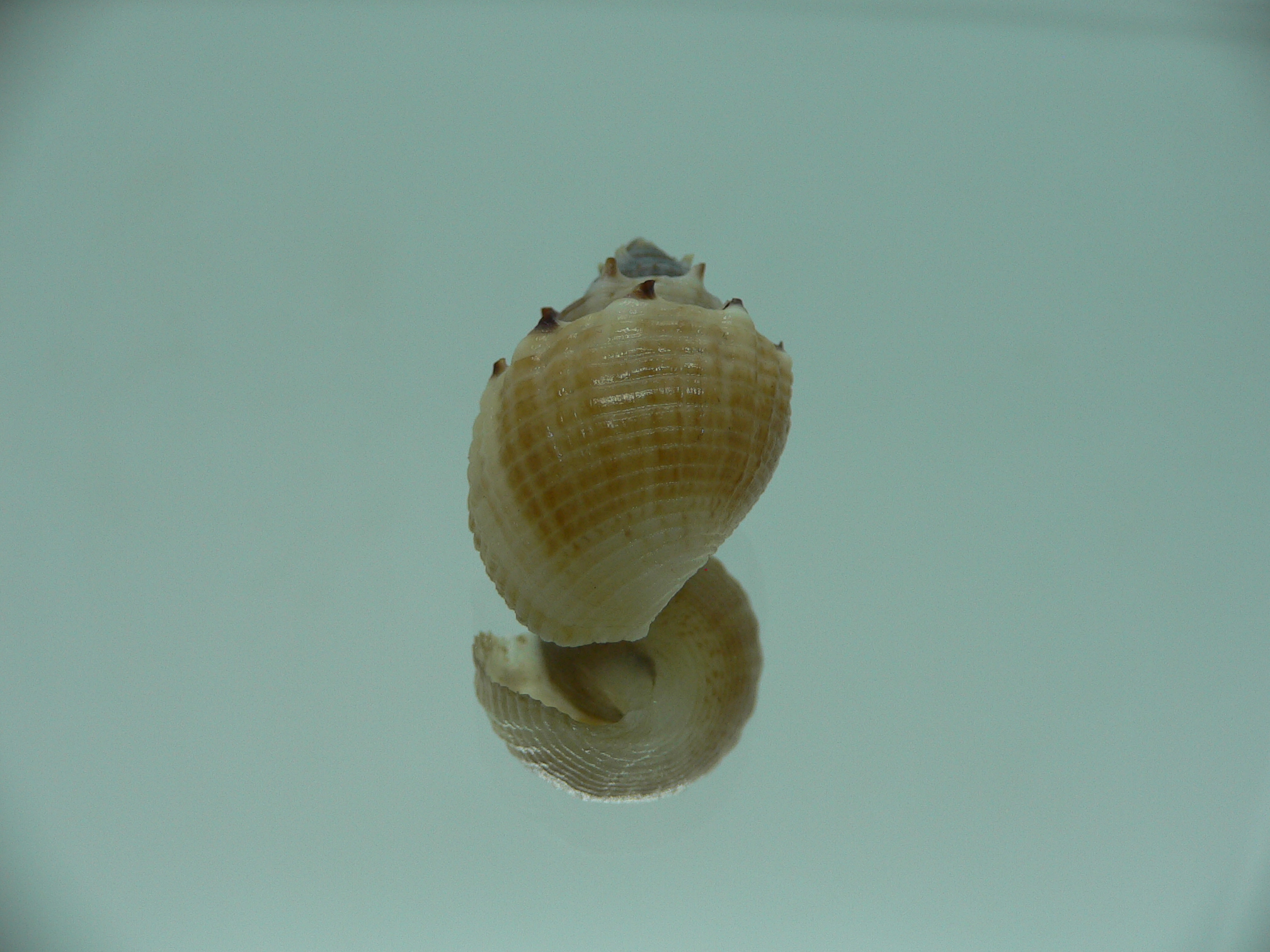 Thiara cancellata RARE & ELONGATA