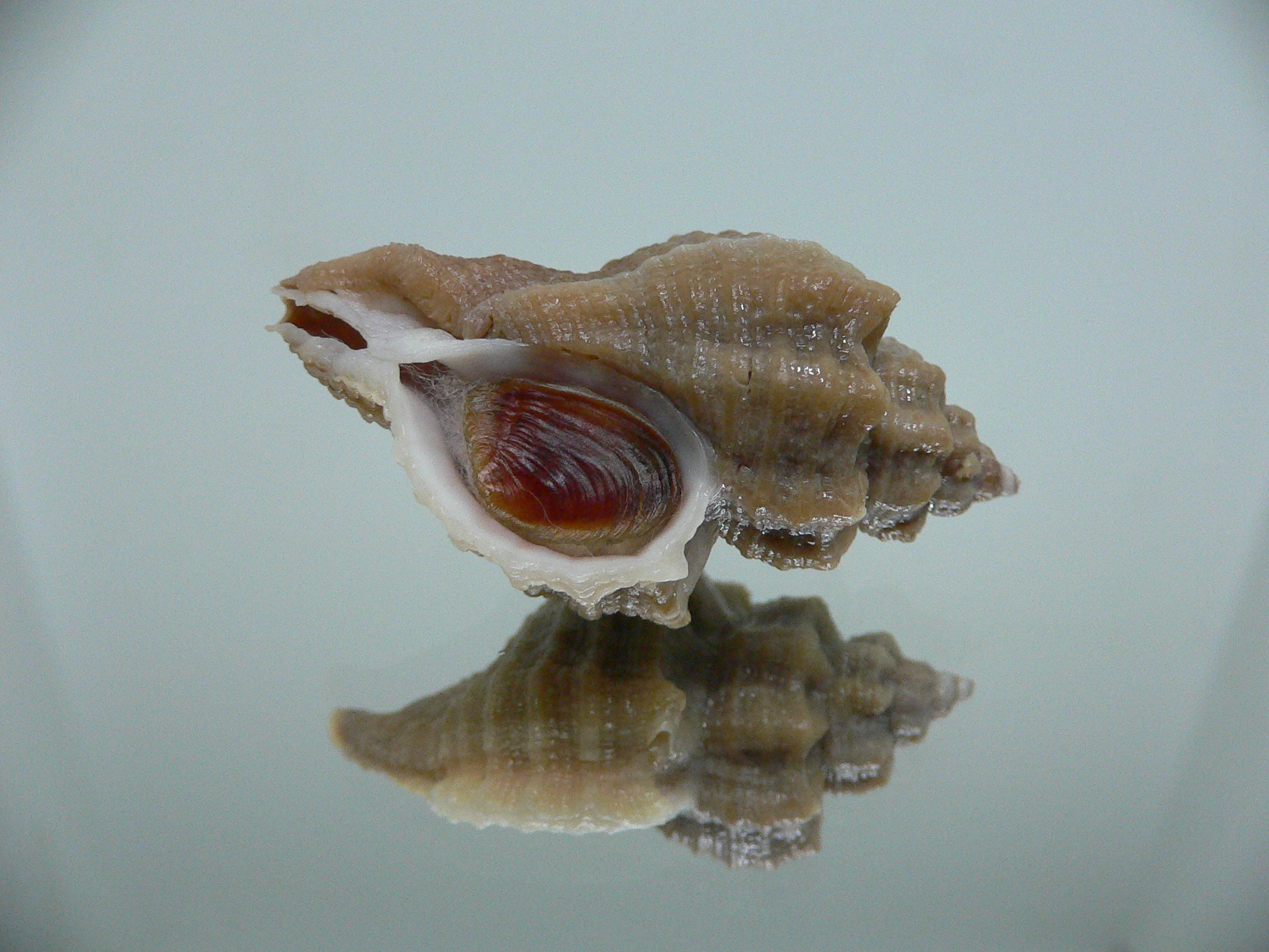 Ocenebra inornata SP.