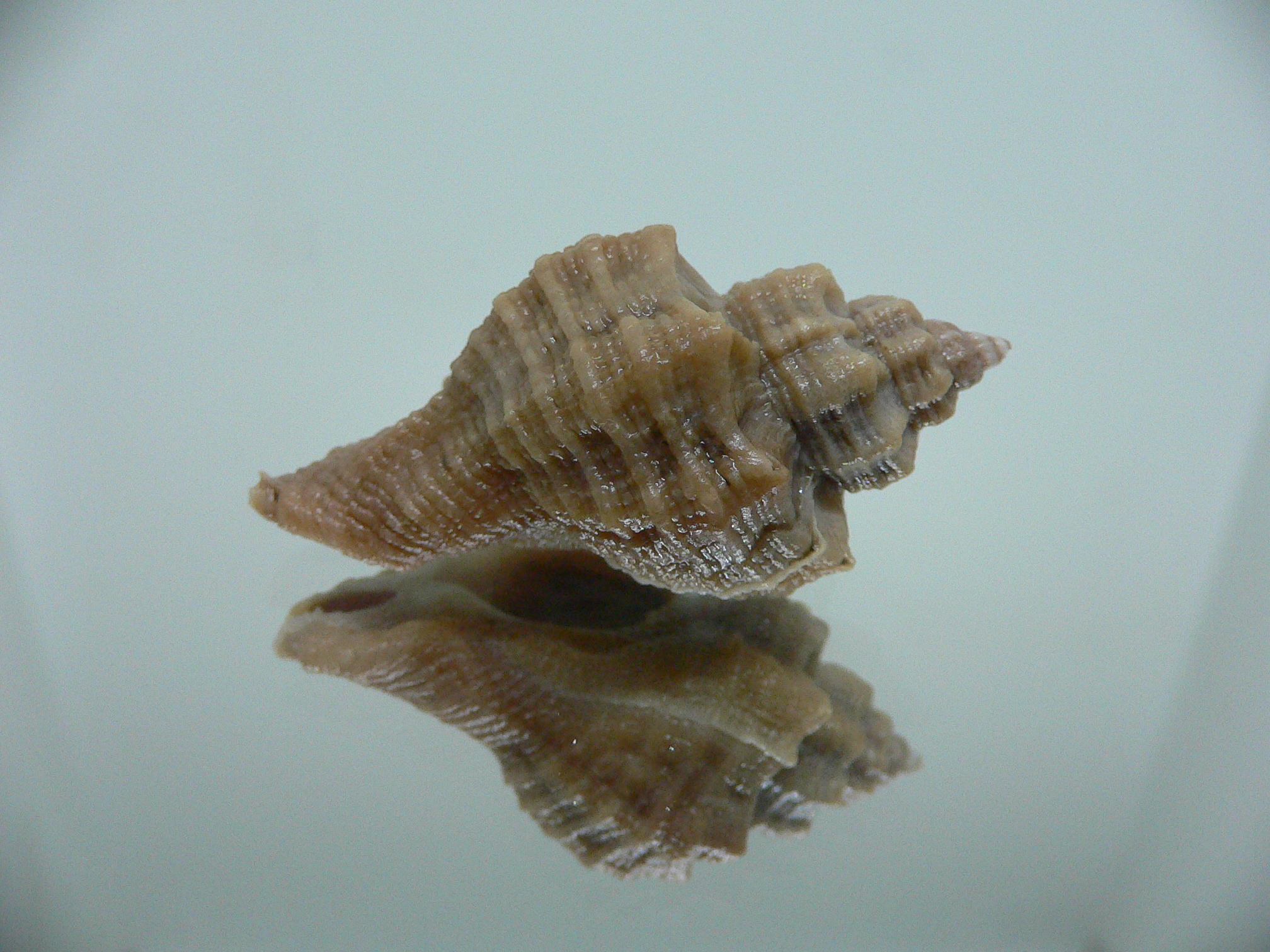 Ocenebra inornata SP.