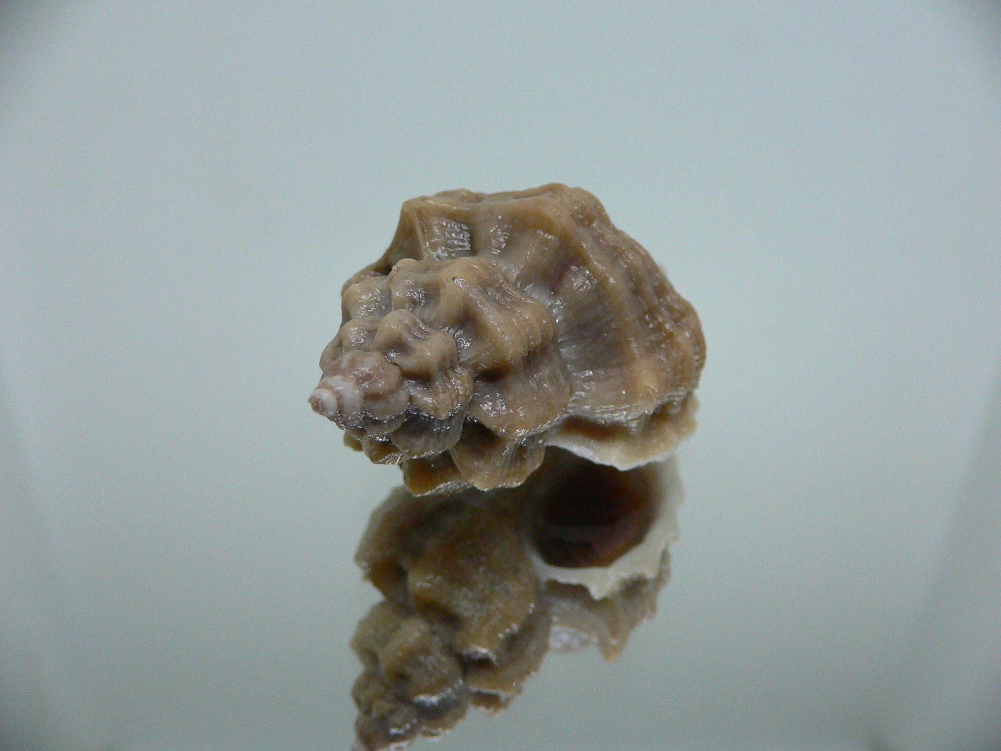 Ocenebra inornata SP.