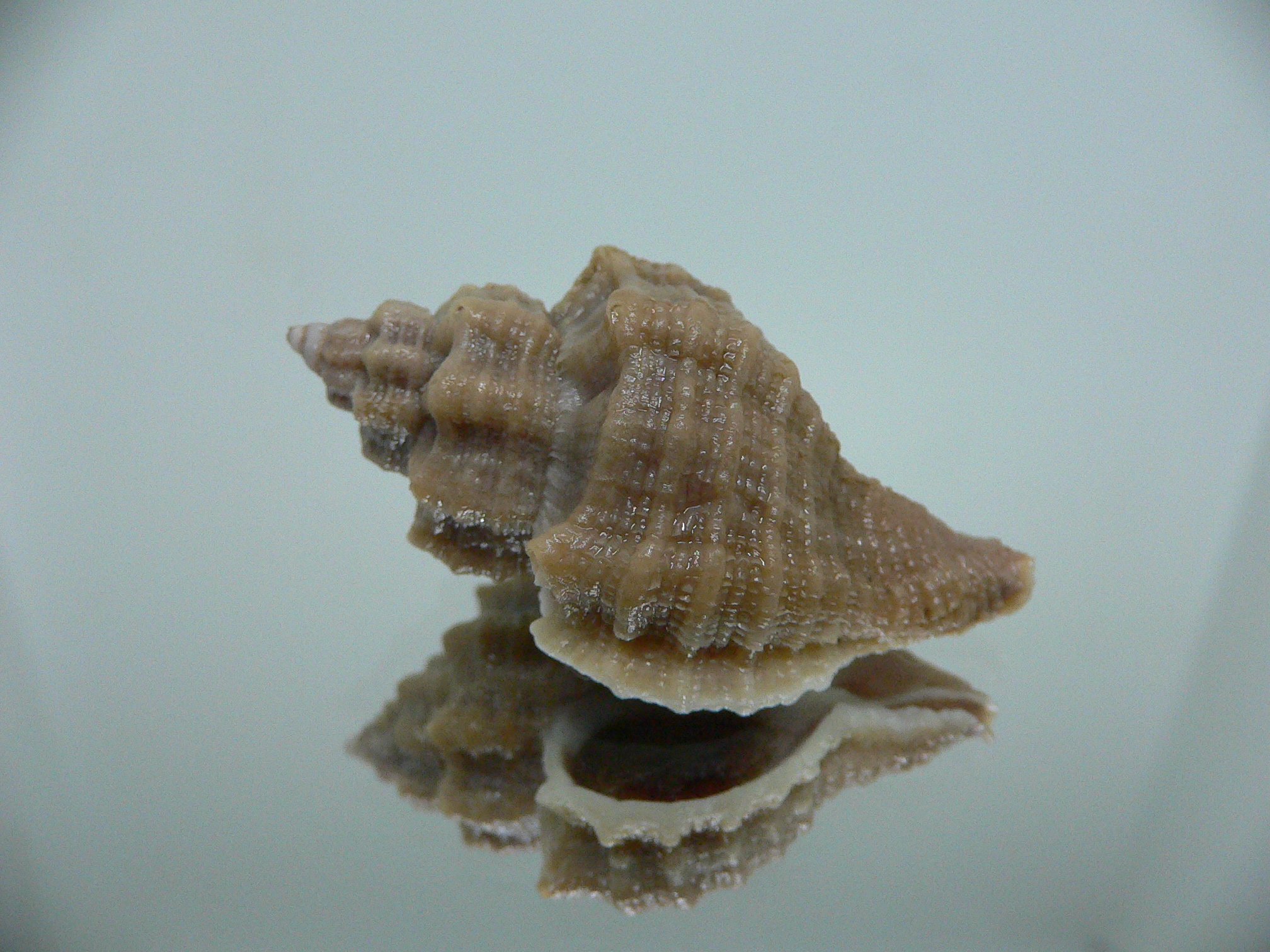 Ocenebra inornata SP.