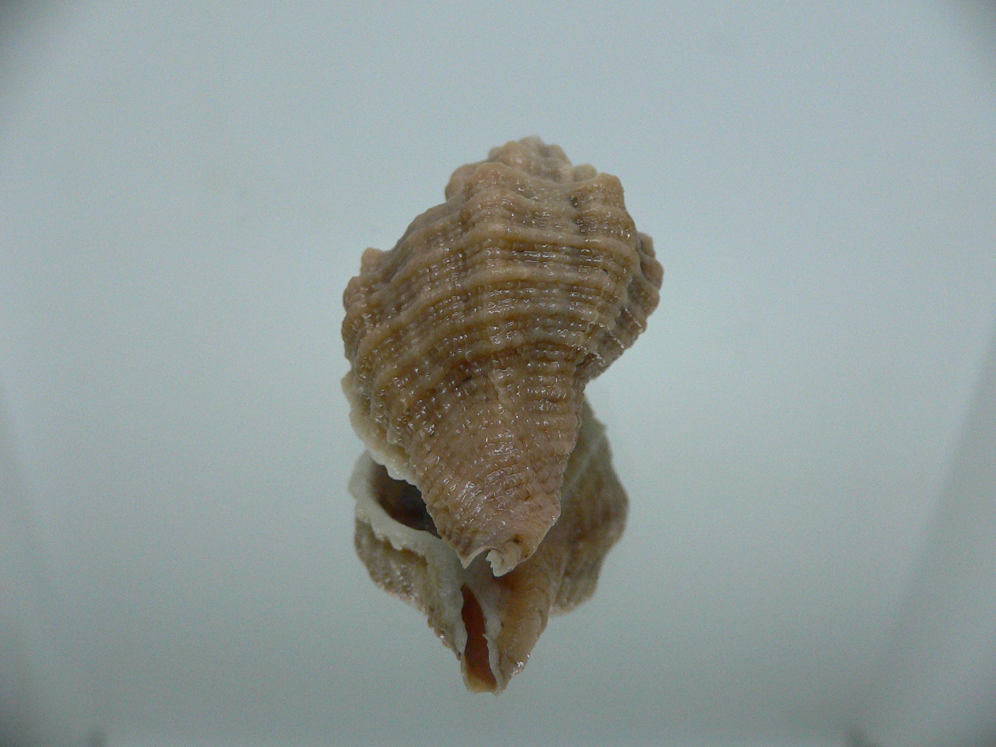 Ocenebra inornata SP.