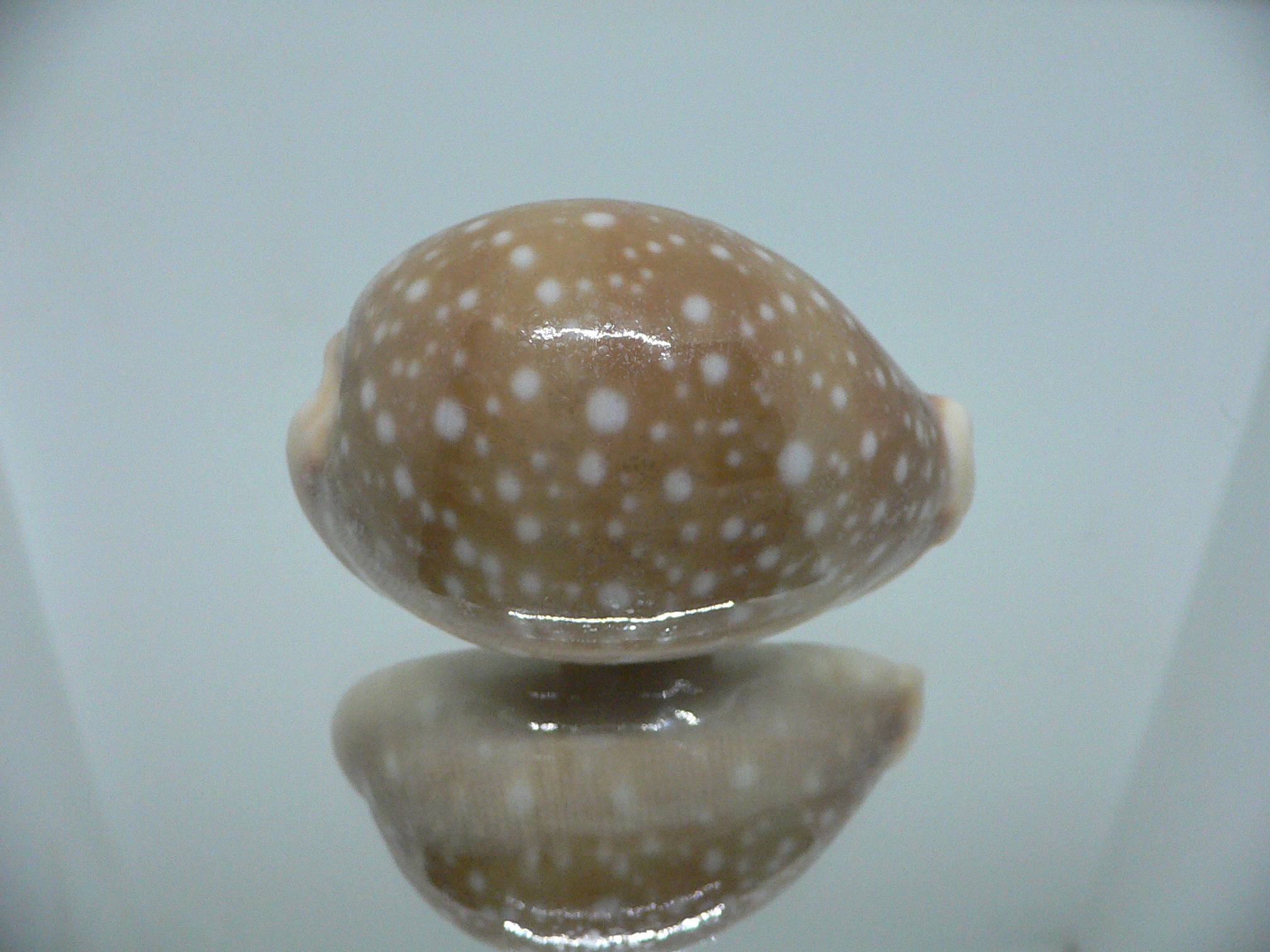 Cypraea vitellus SUPER CALLUS