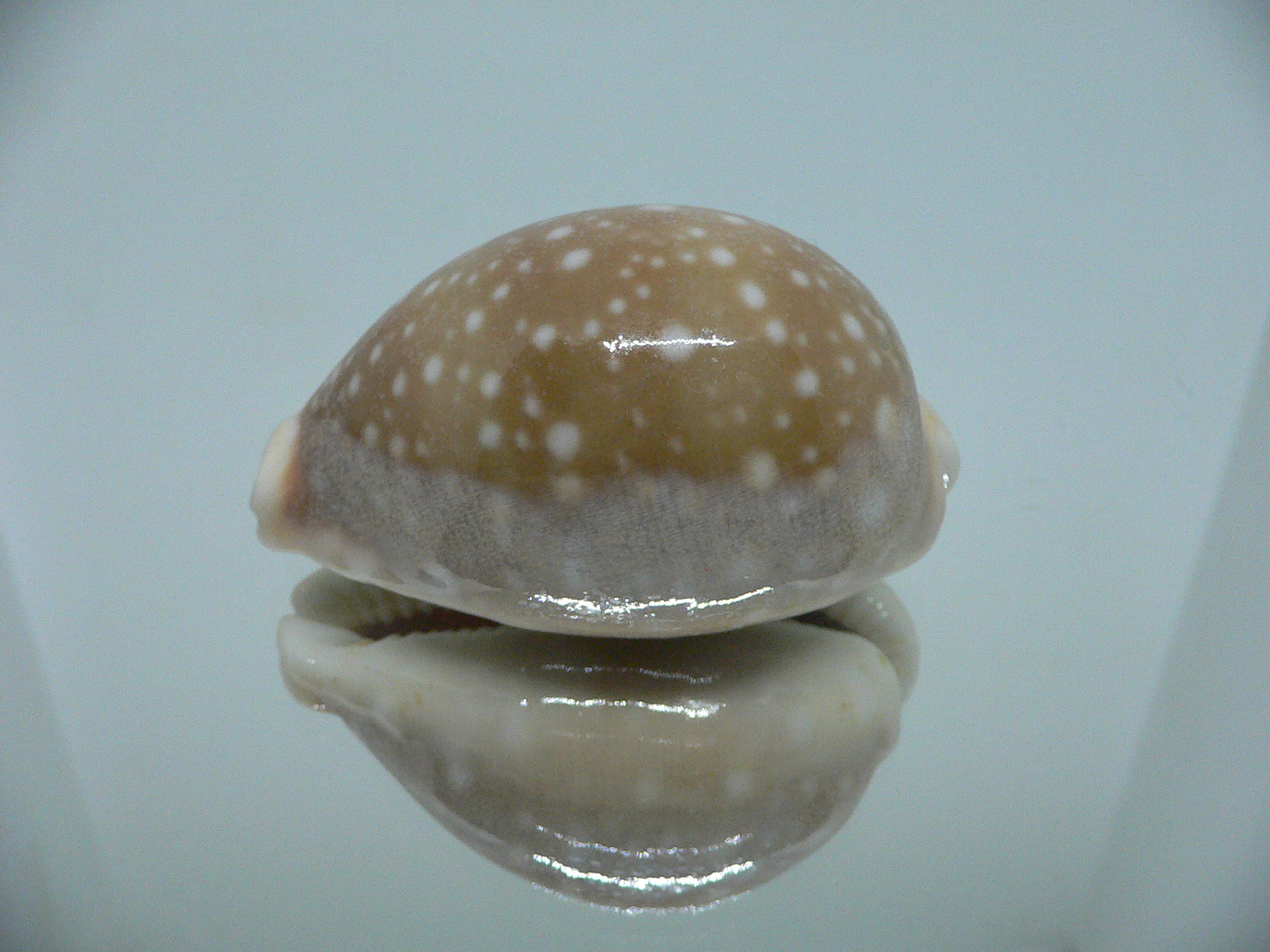 Cypraea vitellus SUPER CALLUS