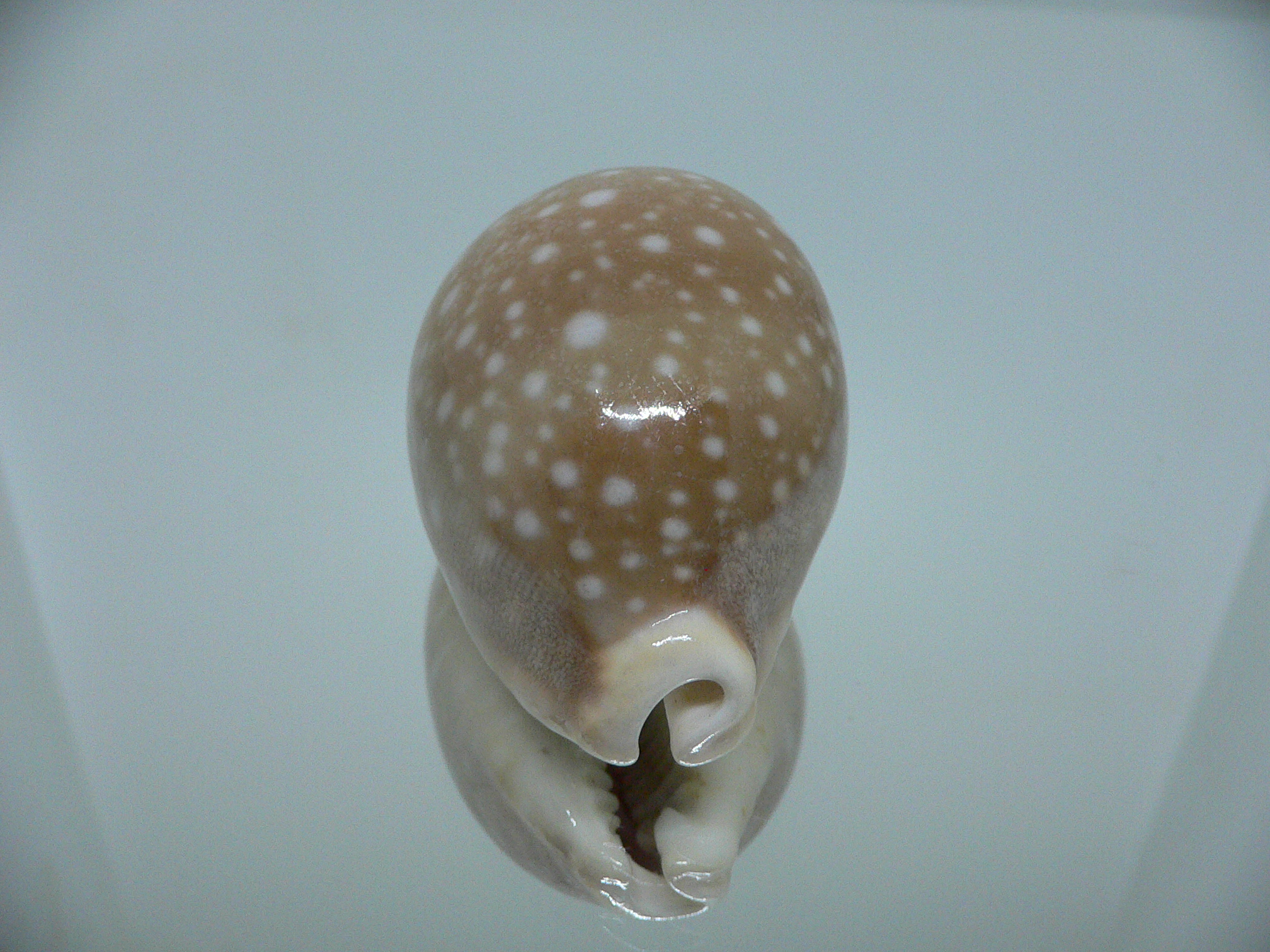 Cypraea vitellus SUPER CALLUS