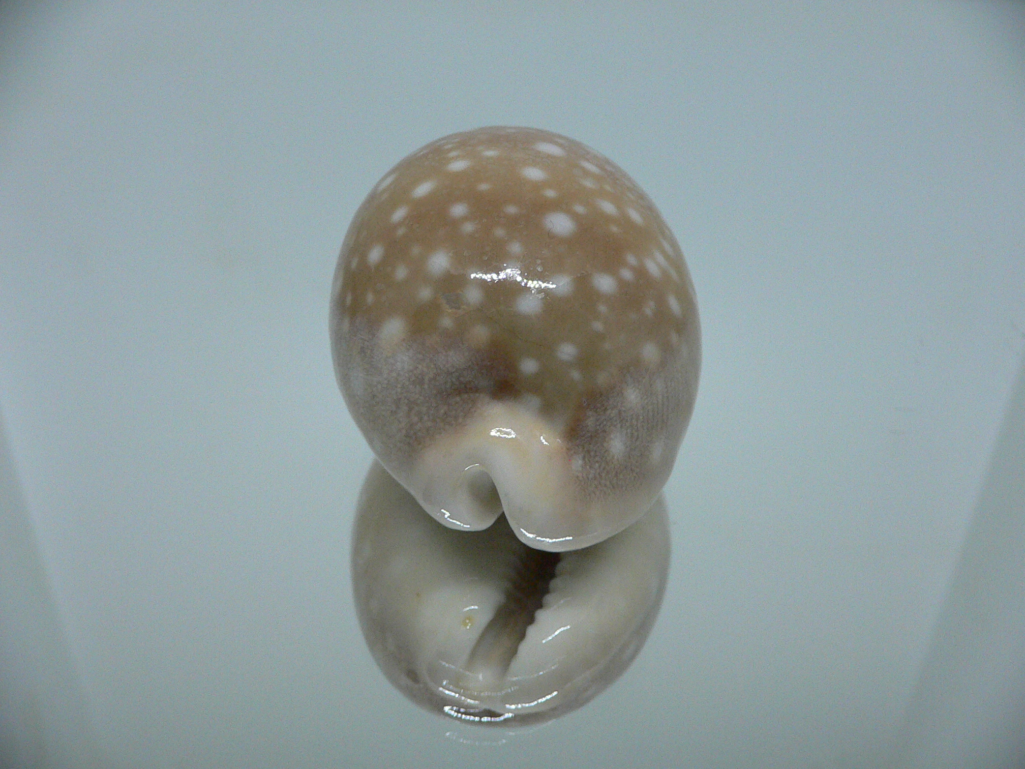 Cypraea vitellus SUPER CALLUS