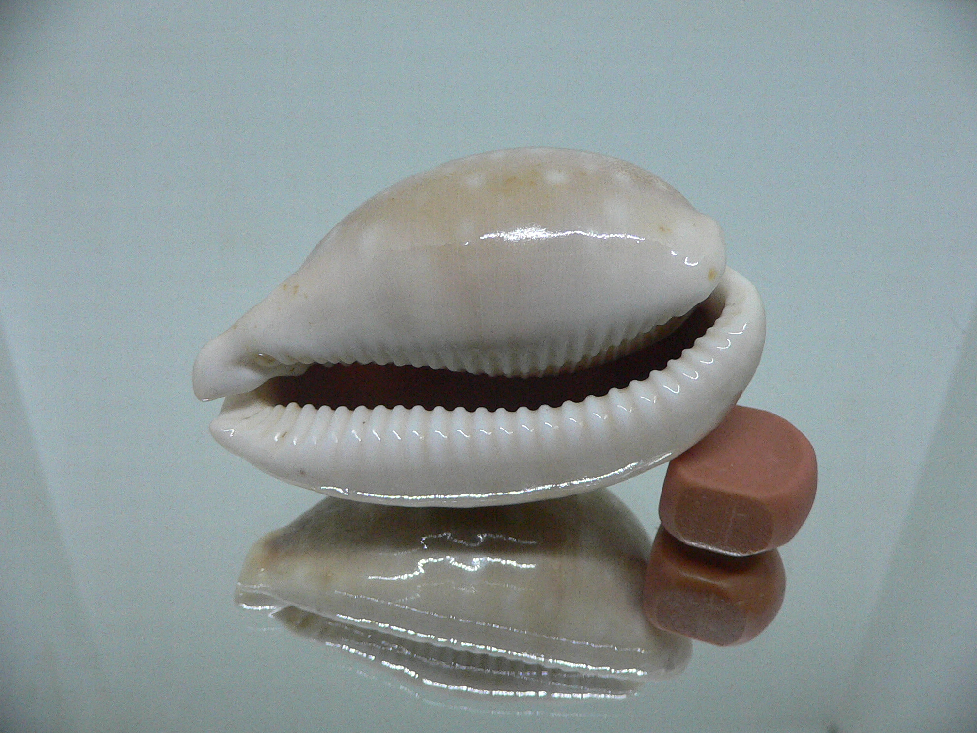 Cypraea vitellus SUPER CALLUS