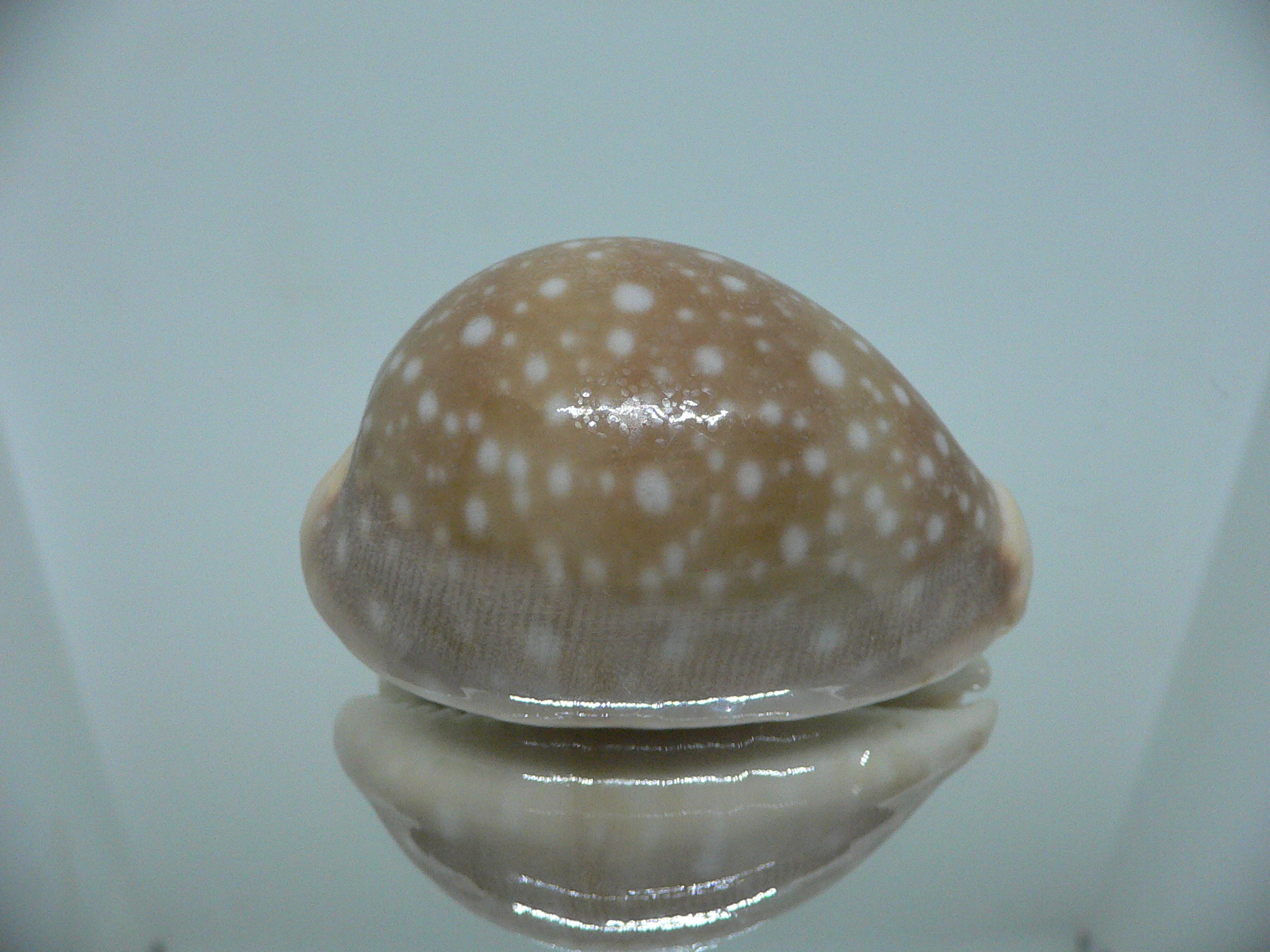 Cypraea vitellus SUPER CALLUS