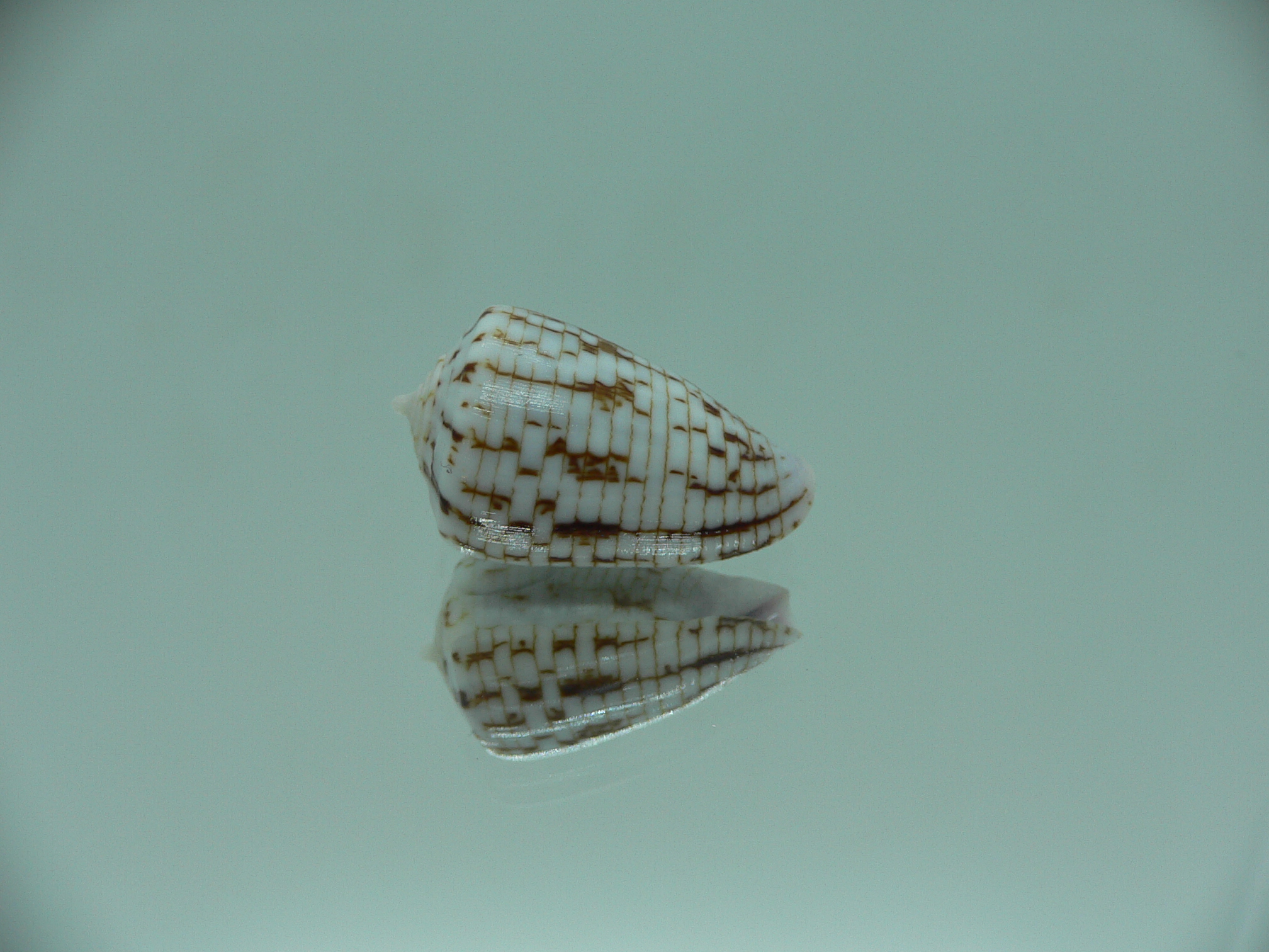 Conus melvilli ELONGATE