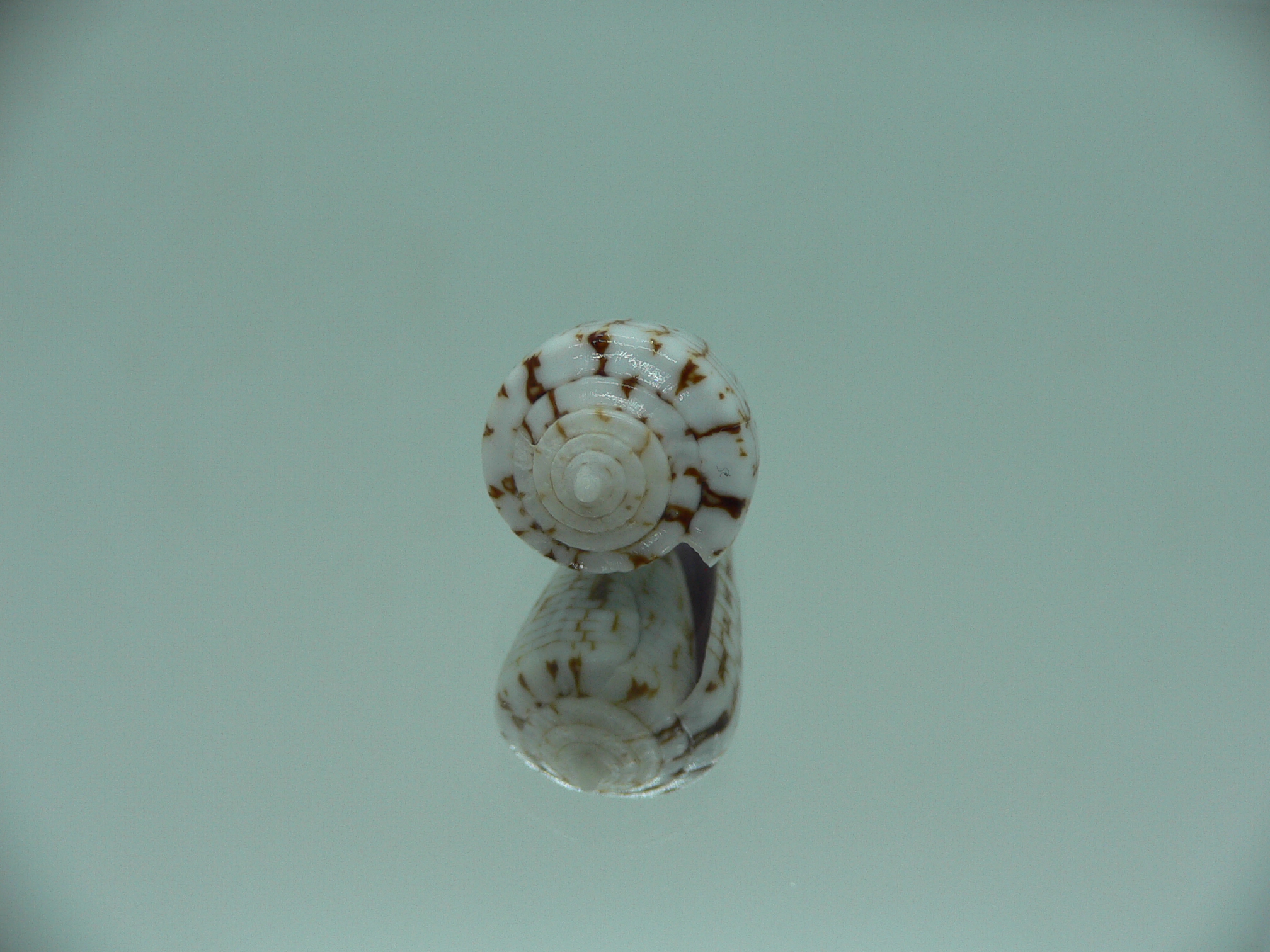 Conus melvilli ELONGATE