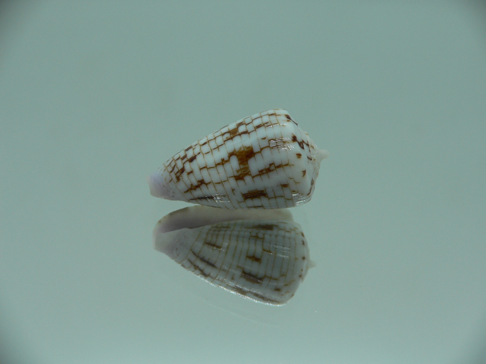 Conus melvilli ELONGATE